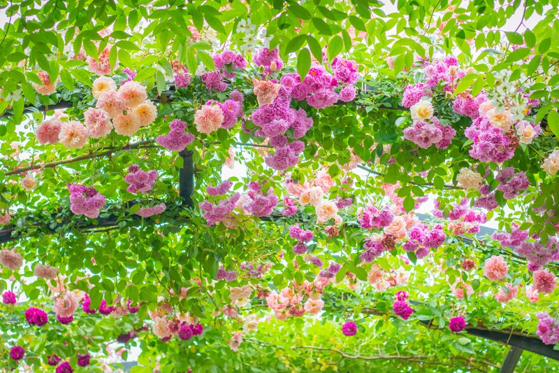 今年のバラは、主に横浜イングリッシュガーデンと生田緑地バラ園にて撮影しました。こちらは横浜イングリッシュガーデンのアーチ✨　　