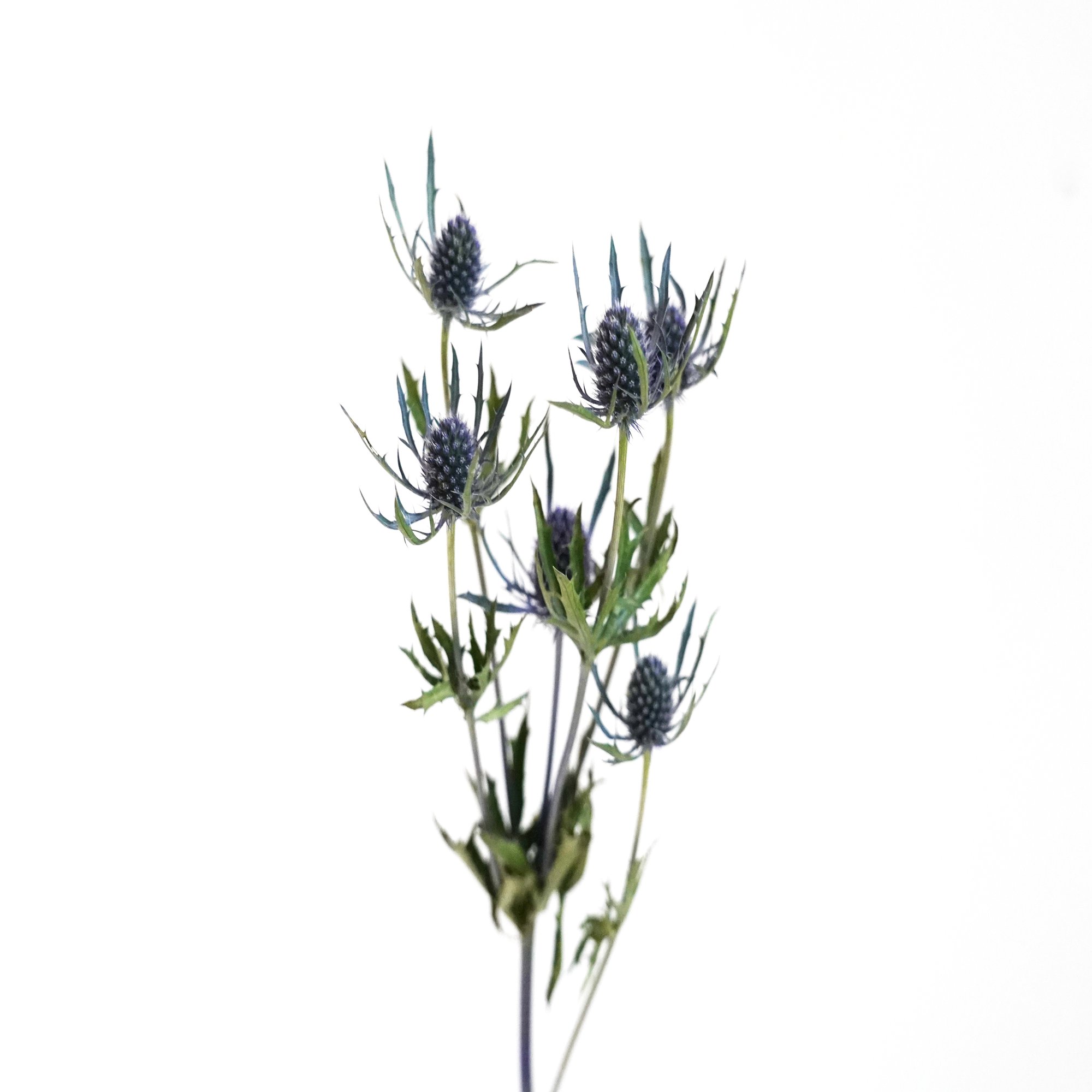 アフターブーケ図鑑 エリンジウム Kannax Note