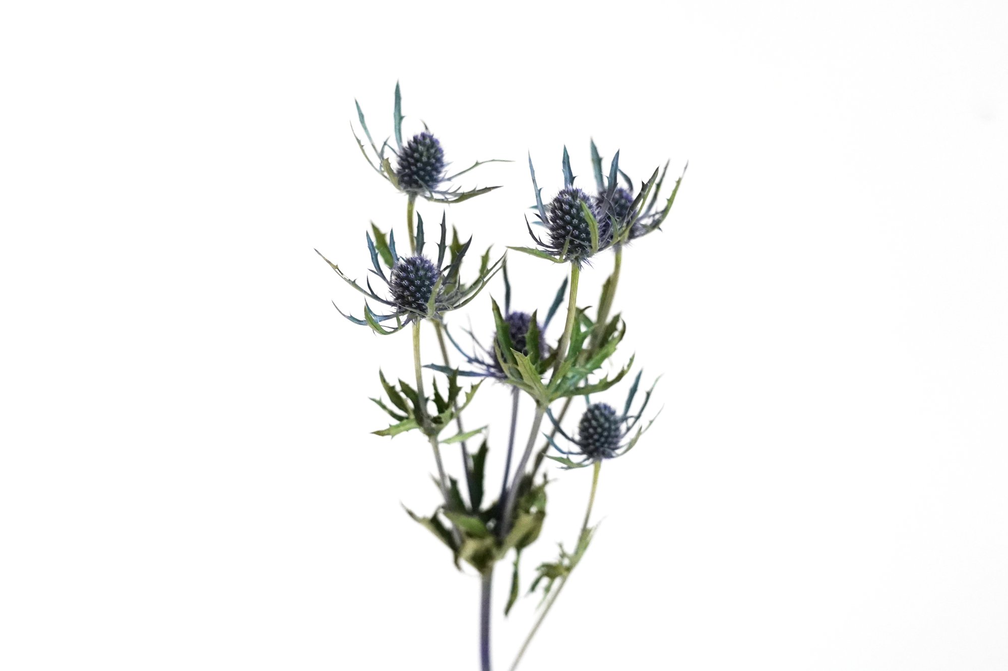 アフターブーケ図鑑 エリンジウム Kannax Note アフターブーケ図鑑 エリンジウム Kannax Note