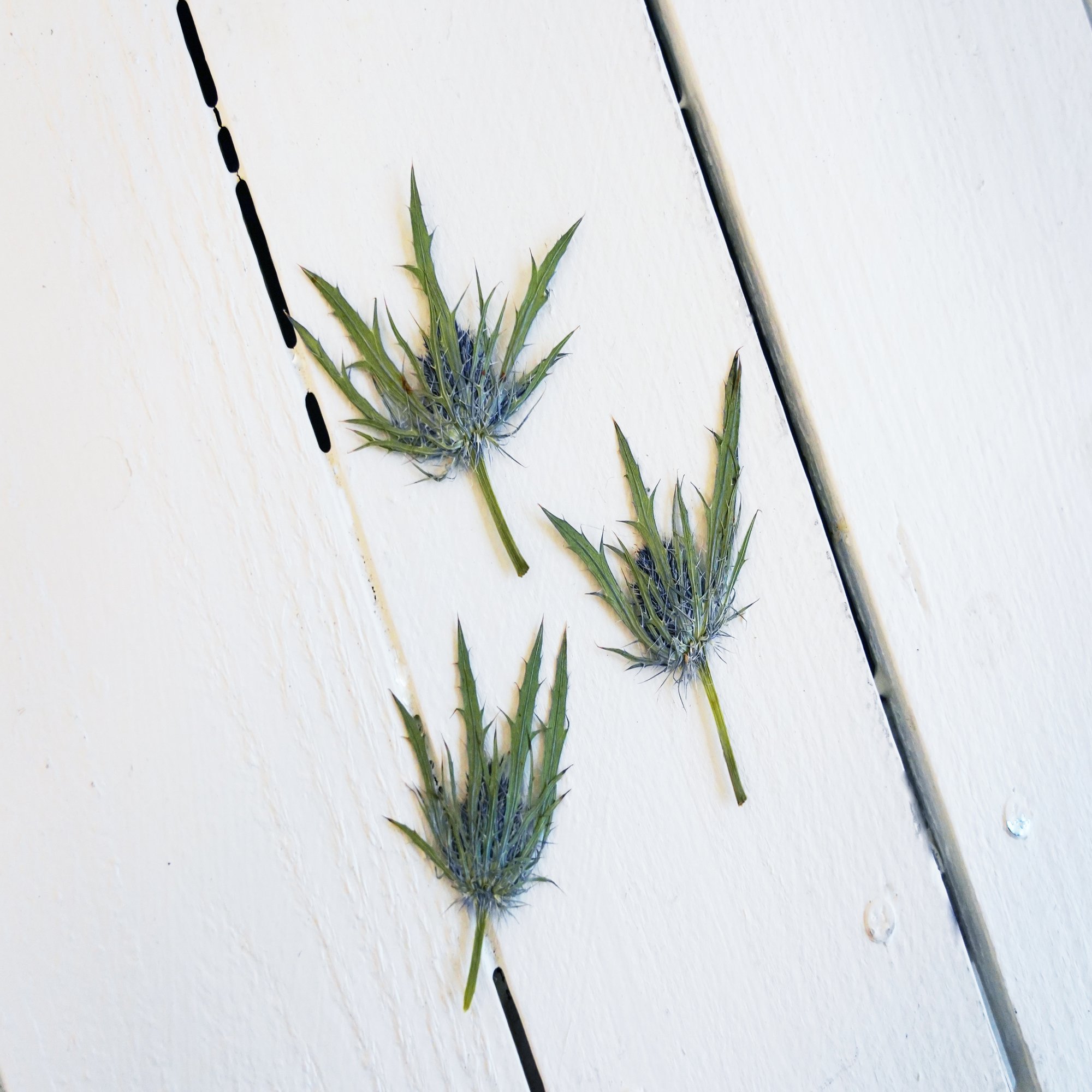 アフターブーケ図鑑 エリンジウム Kannax Note