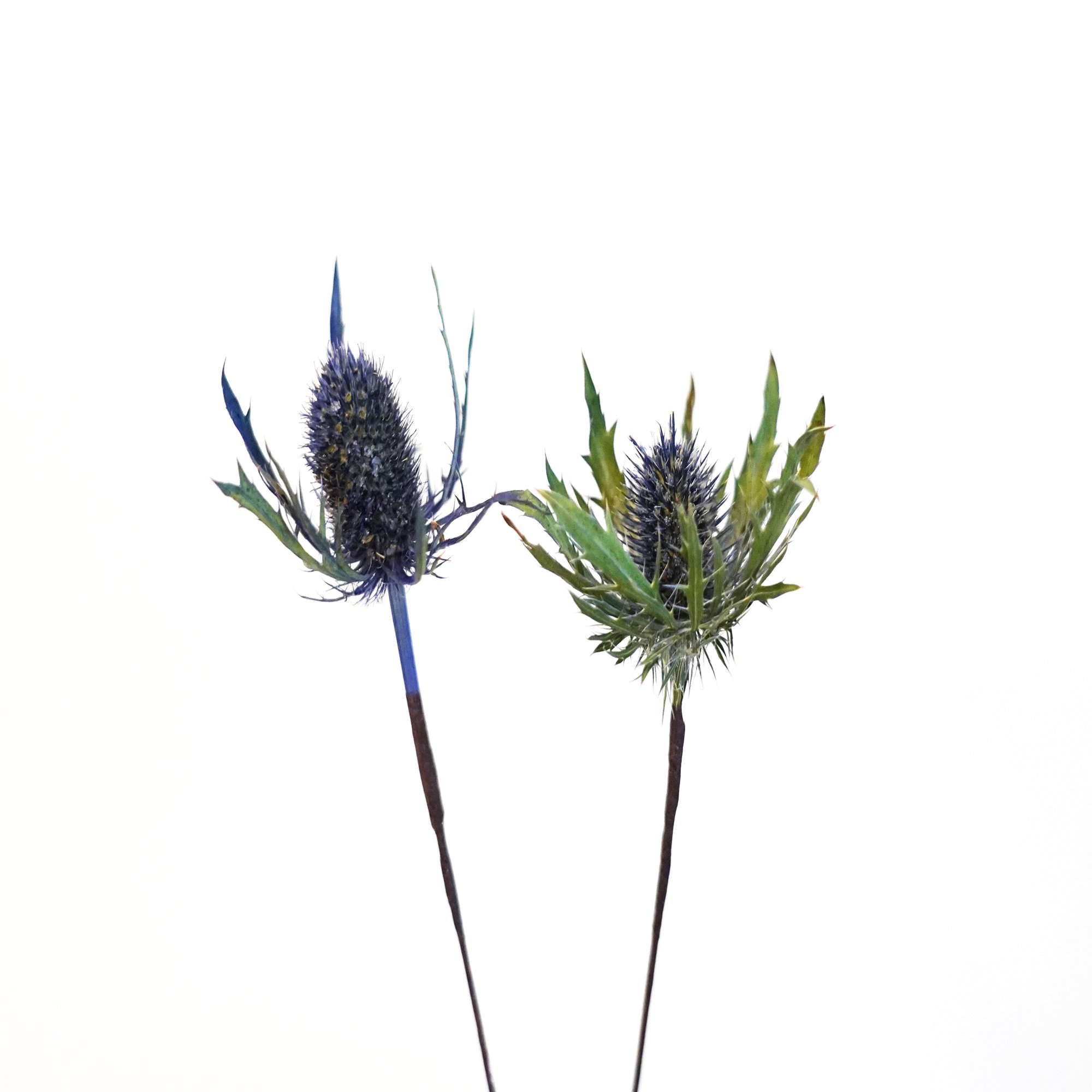 アフターブーケ図鑑 エリンジウム Kannax Note