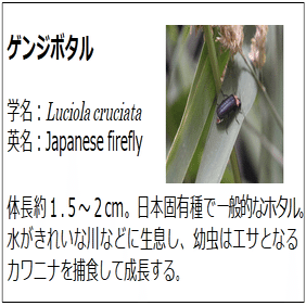 ホタルの源平合戦 仙台うみの杜水族館
