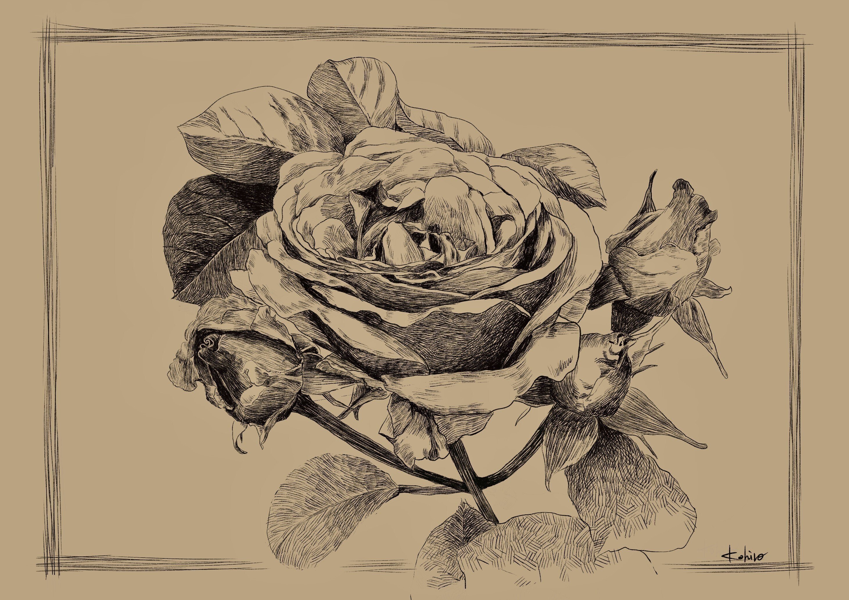 バラを描きました。去年の10月に描いたバラと比べてみて。｜こひろ｜猫