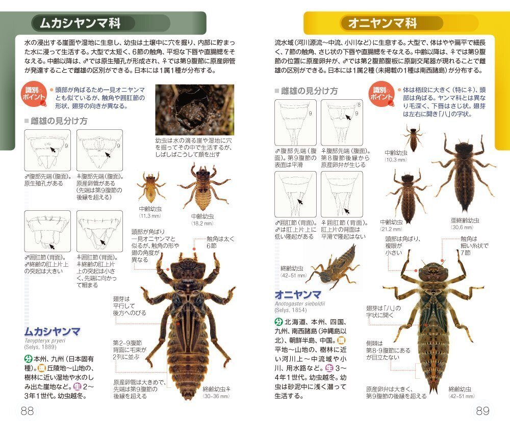 初夏に使える! ブンイチの図鑑 Part2|ブンイチ(文一総合出版) 初夏に使える! ブンイチの図鑑 Part2|ブンイチ(文一総合出版)