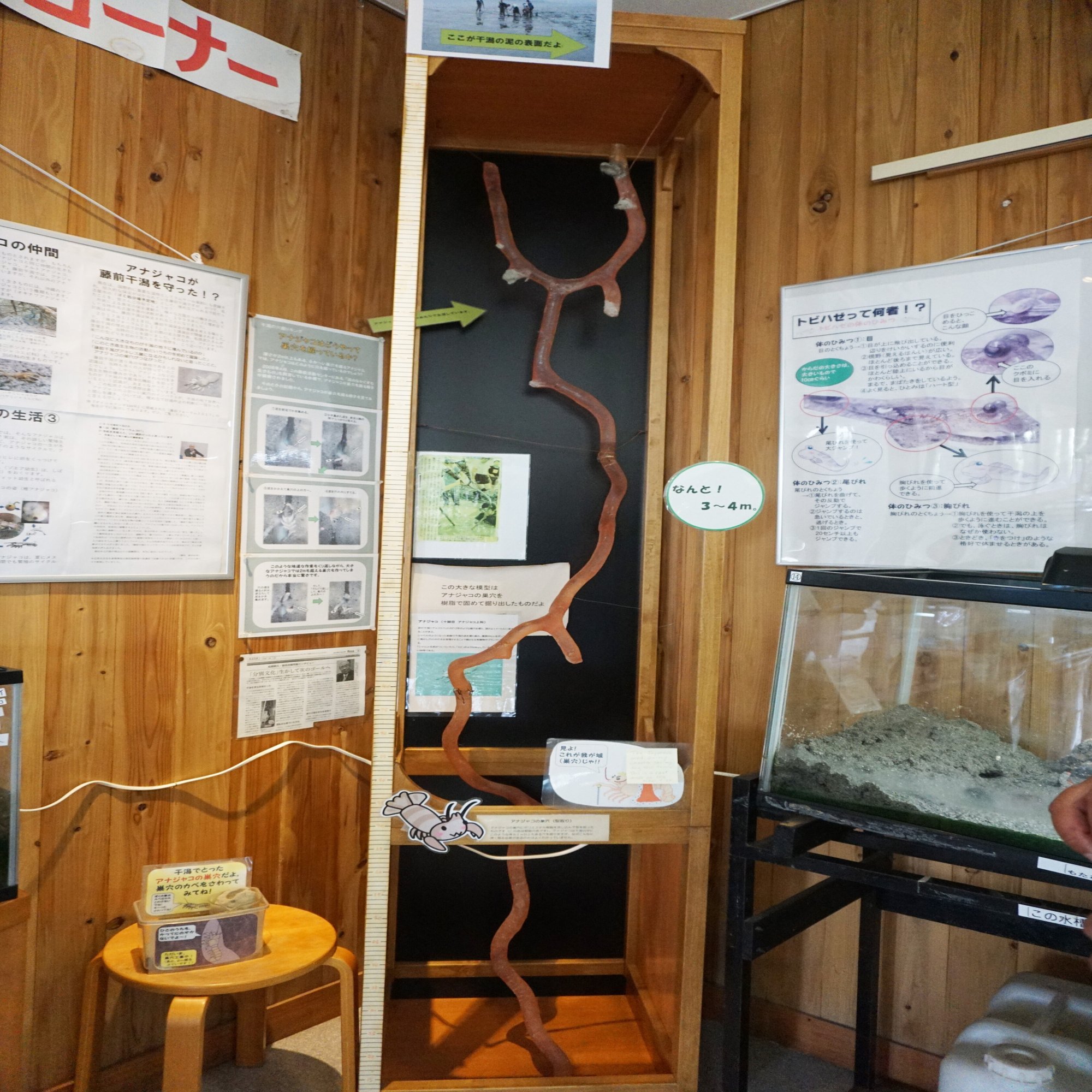 こんにちは ぼくトビハゼだよ 藤前干潟は生き物の宝庫 名古屋市公式note