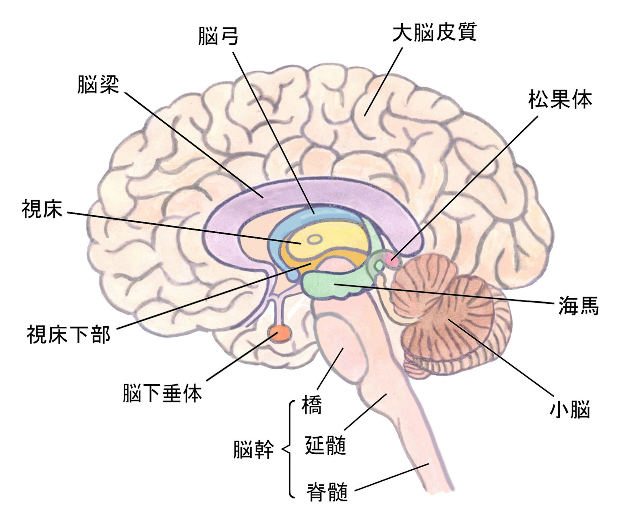 40代からの人体の取扱説明書」を理解しよう（39）P.88~89 ｜何でも正直