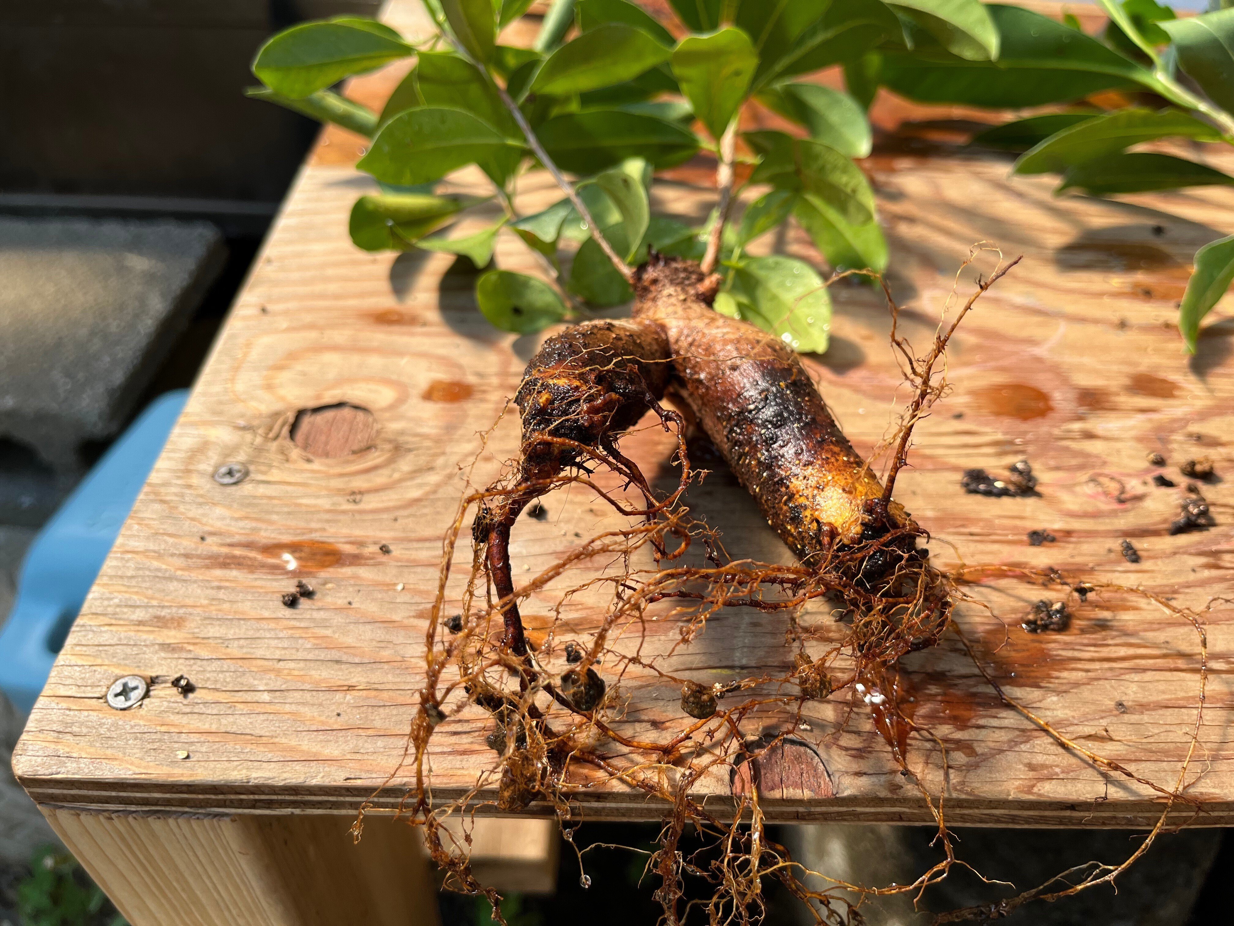 ガジュマル植え替え1日目(2022.5.29)｜NAKADA Shugo