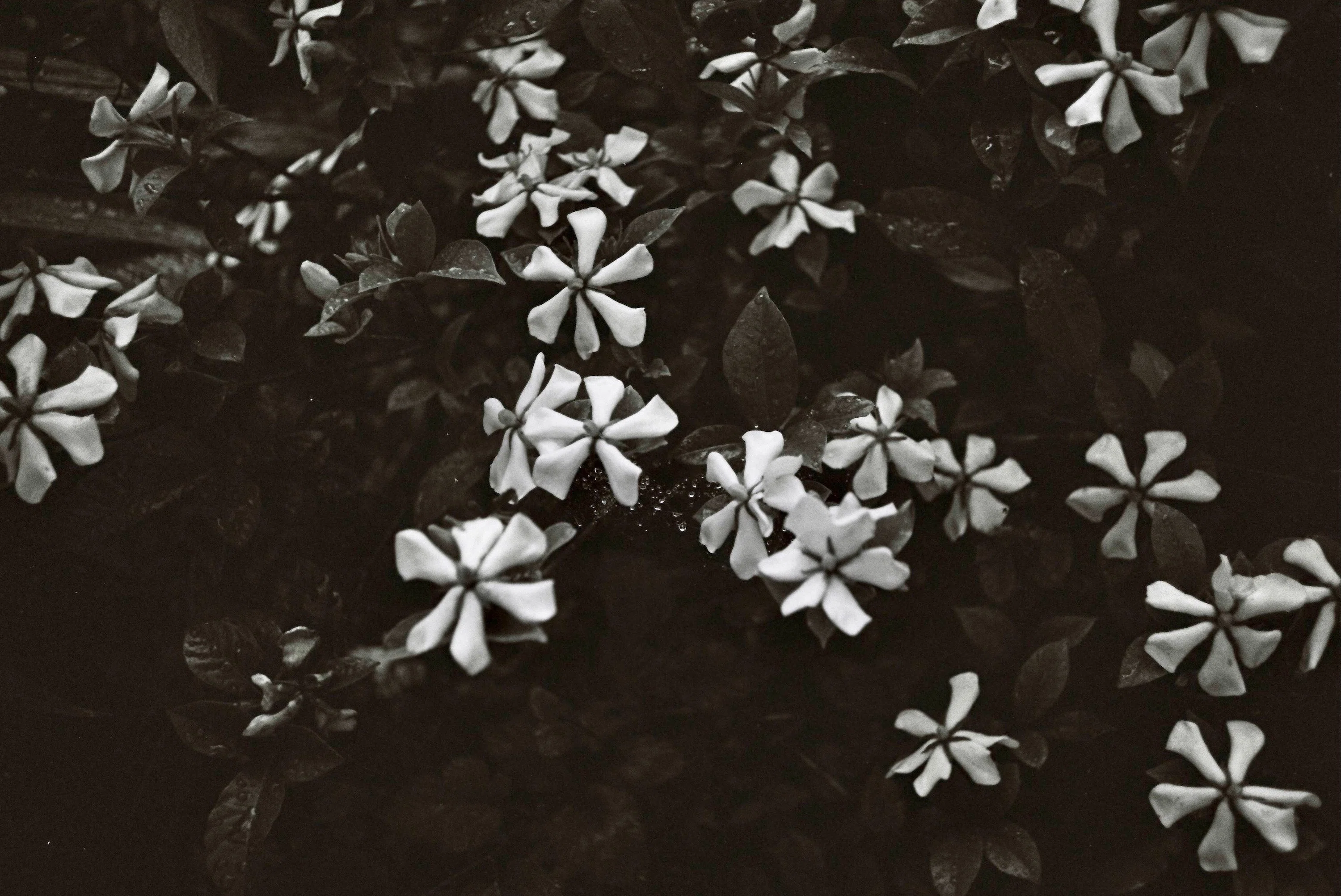 モノクロフィルムで撮る初夏の花｜季節花人 | Shoko Kondo