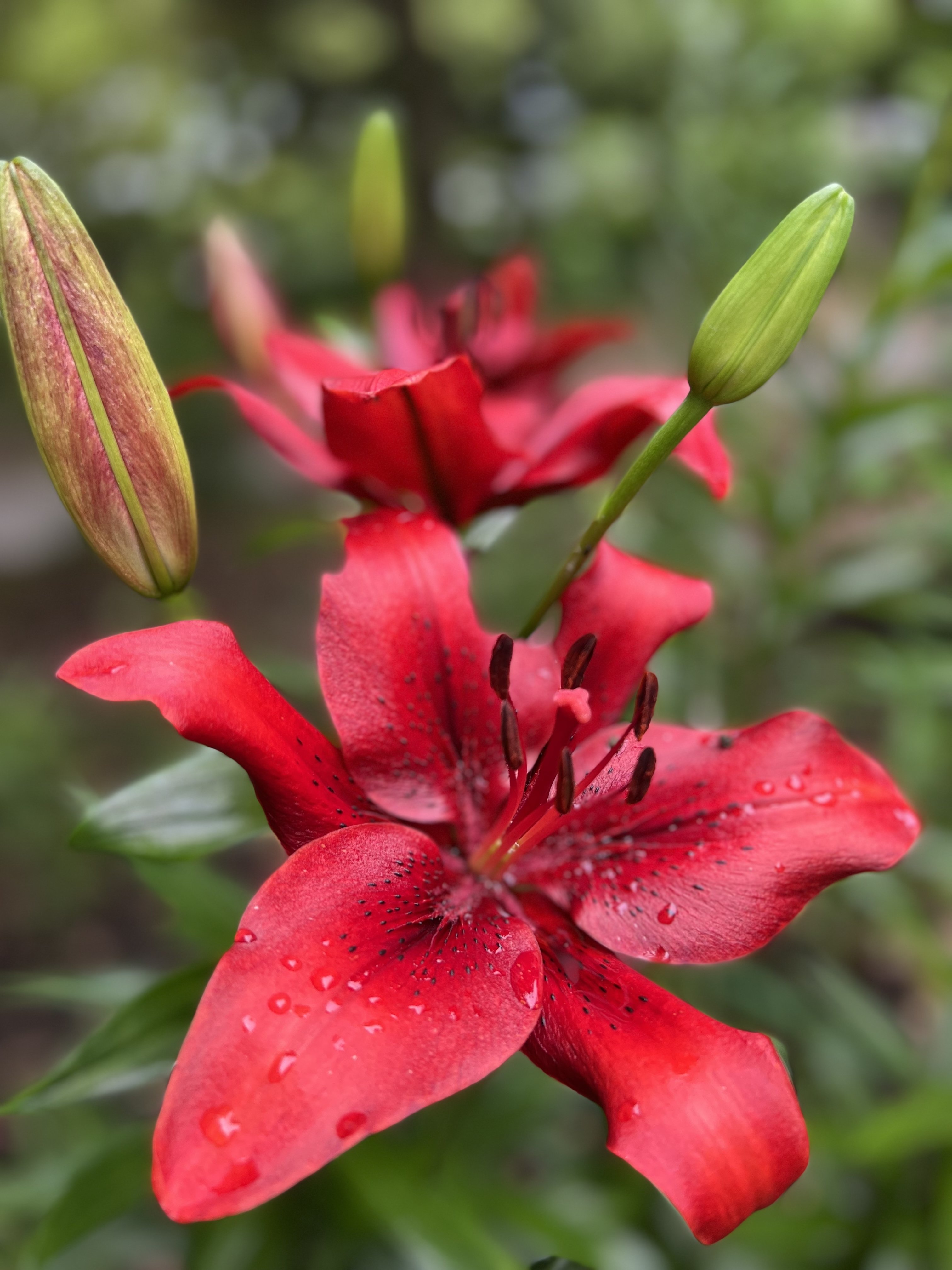 散歩の途次 花壇にて けんちゃん 昭和31年生まれ Note