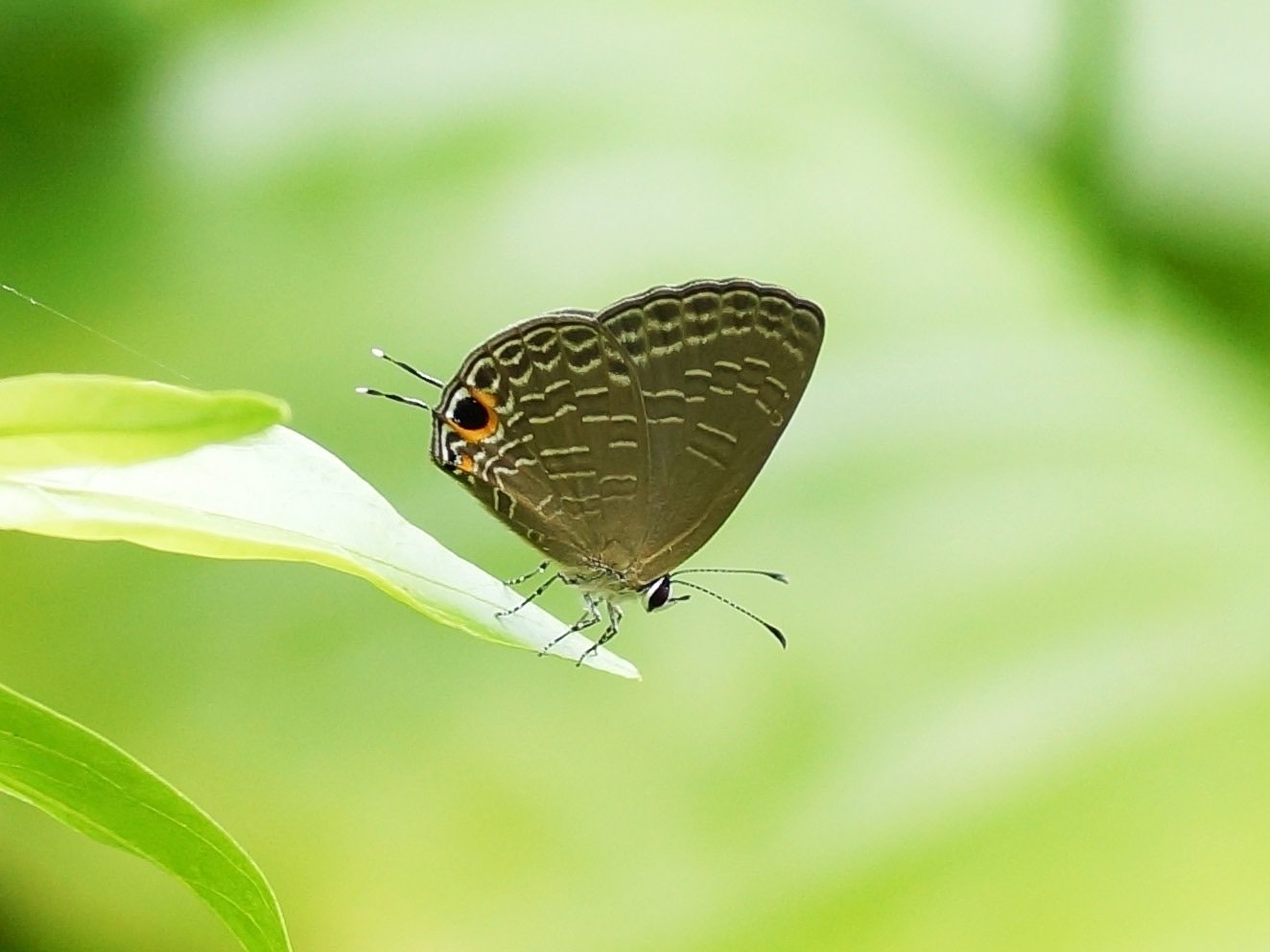 飛んでいるチョウの見分け方，教えます 〜③小さいチョウ〜｜ブンイチ