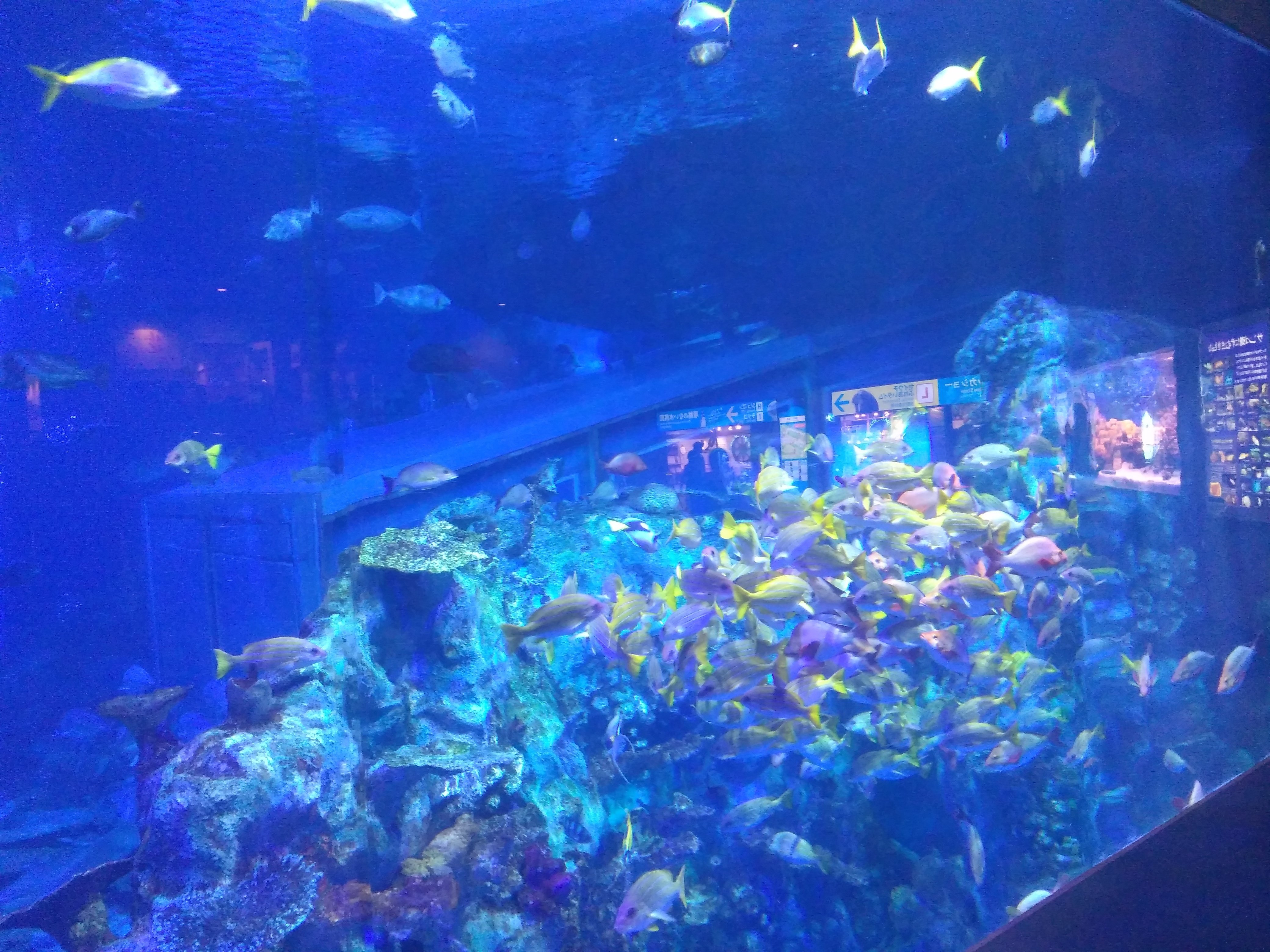 鳥羽水族館 順路のない水族館で 思いのままにはしゃぐ 成人男性オタクによる現地レポ 灰猫 Note