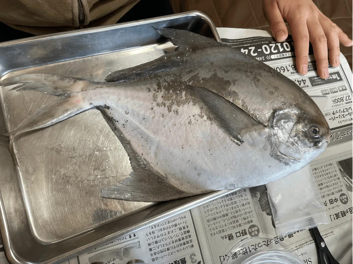 マナガツオ|さかなとムシの研究所