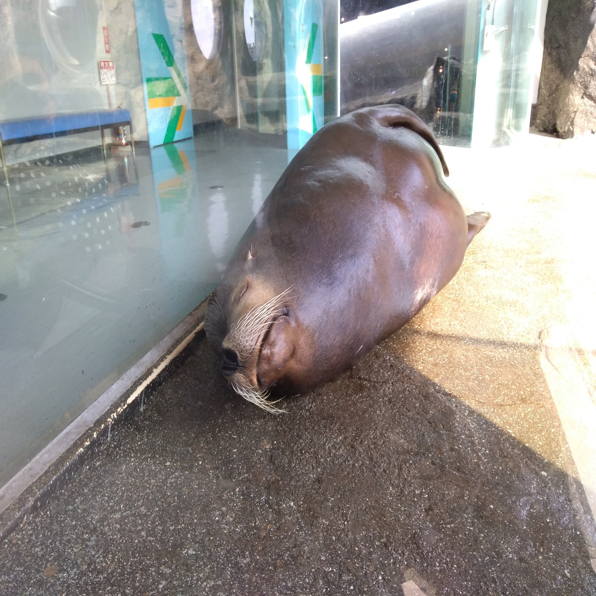 鳥羽水族館 順路のない水族館で 思いのままにはしゃぐ 成人男性オタクによる現地レポ 灰猫 Note