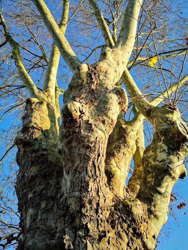 チャクラは必ず下から整えていく ルートチャクラ チャクラシリーズ ミカリュス Note