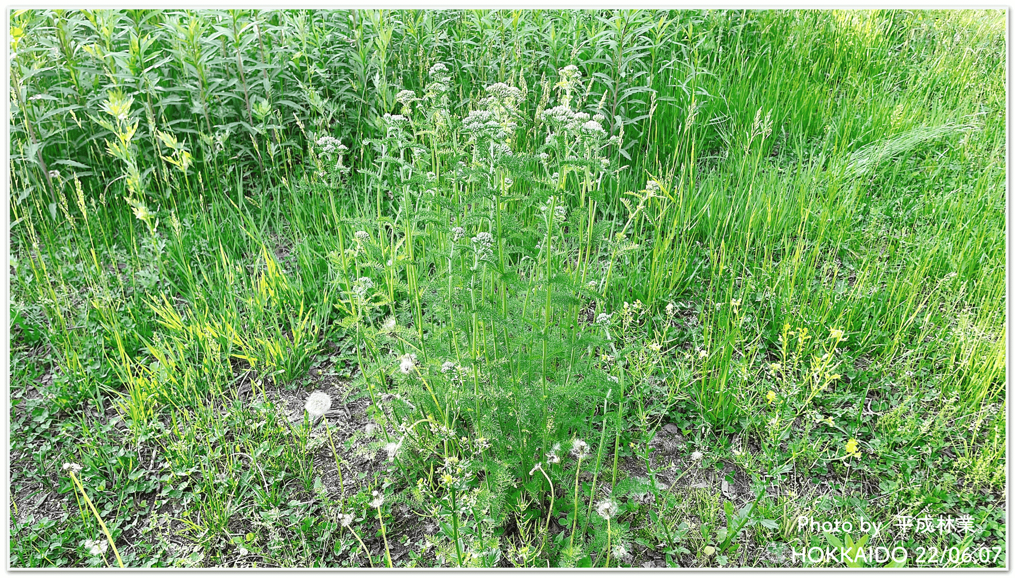 蒸留日記vol 34 1 北海道の神秘 青い精油を採ってみる エフゲニーマエダ 平成林業 Note 蒸留日記vol 34 1 北海道の神秘 青い精油を採ってみる エフゲニーマエダ 平成林業 Note