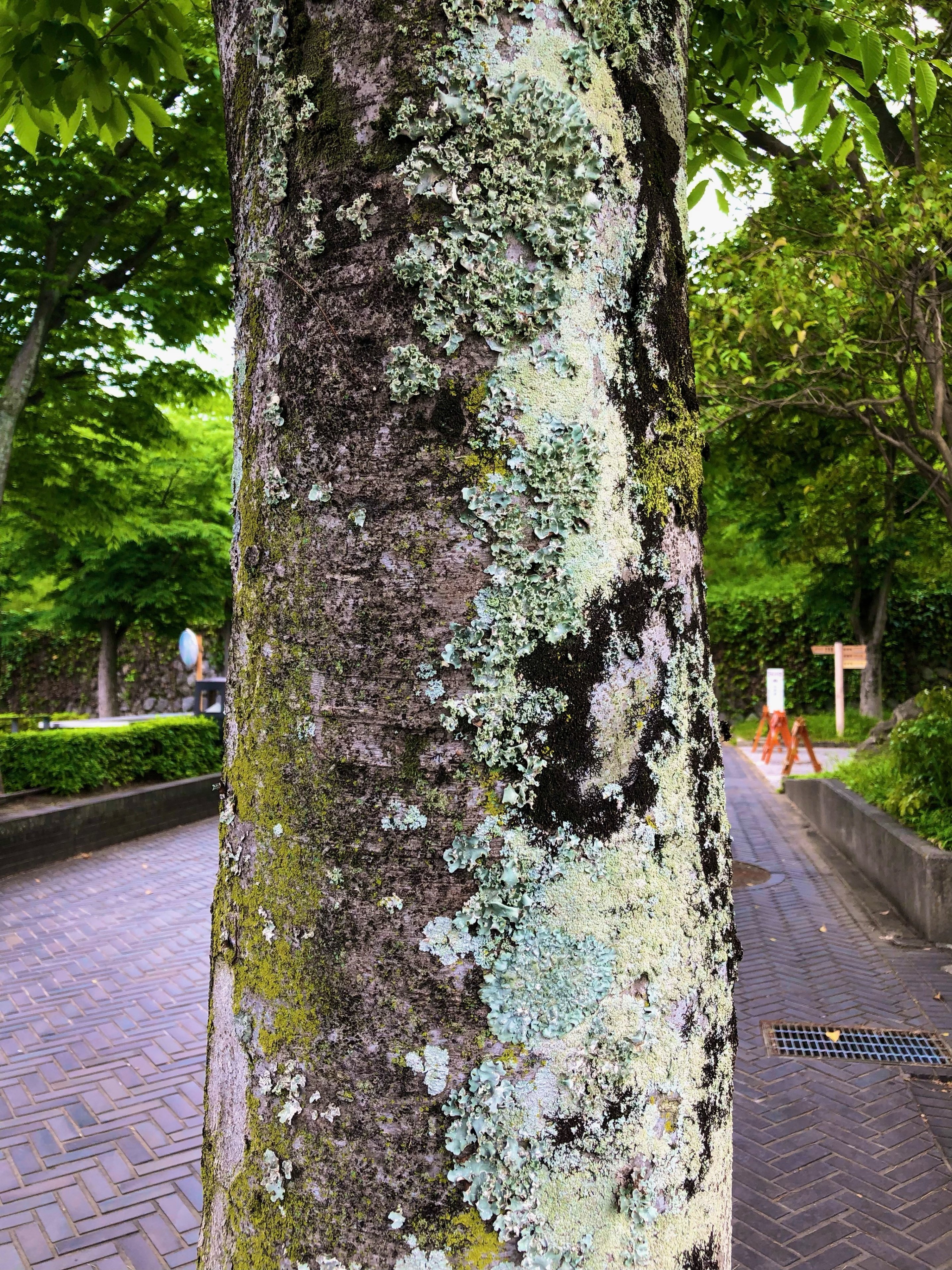 お散歩が楽しくなる！「苔ミニガイドブック」を公開｜浜松科学館