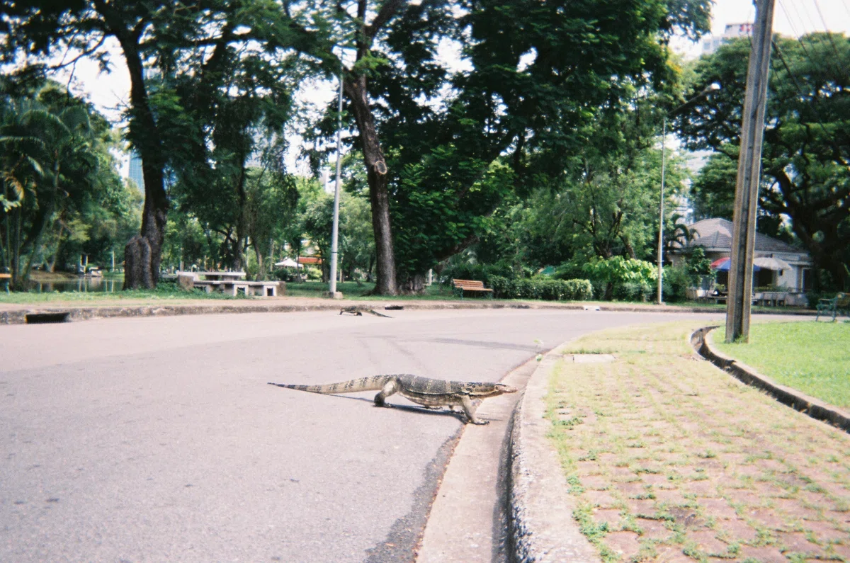 写ルンです_タイ_バンコク_ルンピニー公園_オオトカゲ