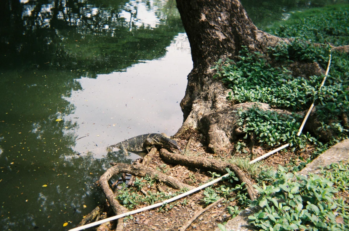 写ルンです_タイ_バンコク_ルンピニー公園_オオトカゲ