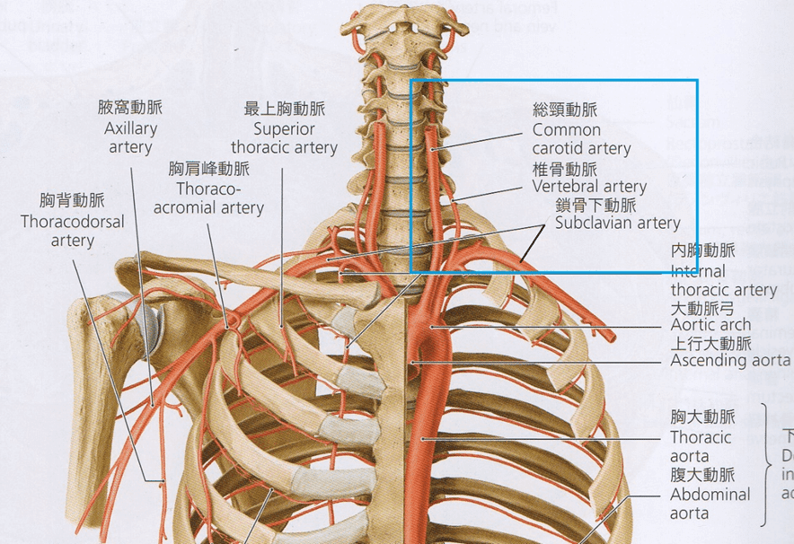 モーション解剖アトラス 脊柱 【公式通販】