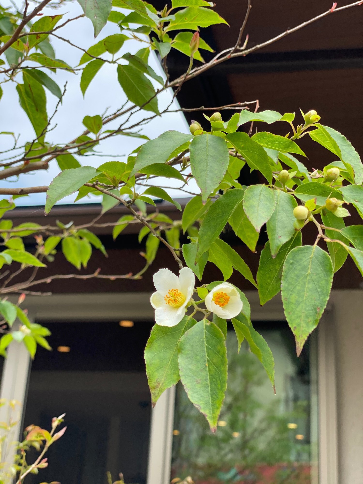 夏の庭からーどの季節も美人の ヒメシャラ は庭木におすすめ Haco ガーデンプランナー 庭のある暮らし植物のある暮らし Note 夏の庭からーどの季節も美人の ヒメシャラ は庭木におすすめ Haco ガーデンプランナー 庭のある暮らし植物のある暮らし Note