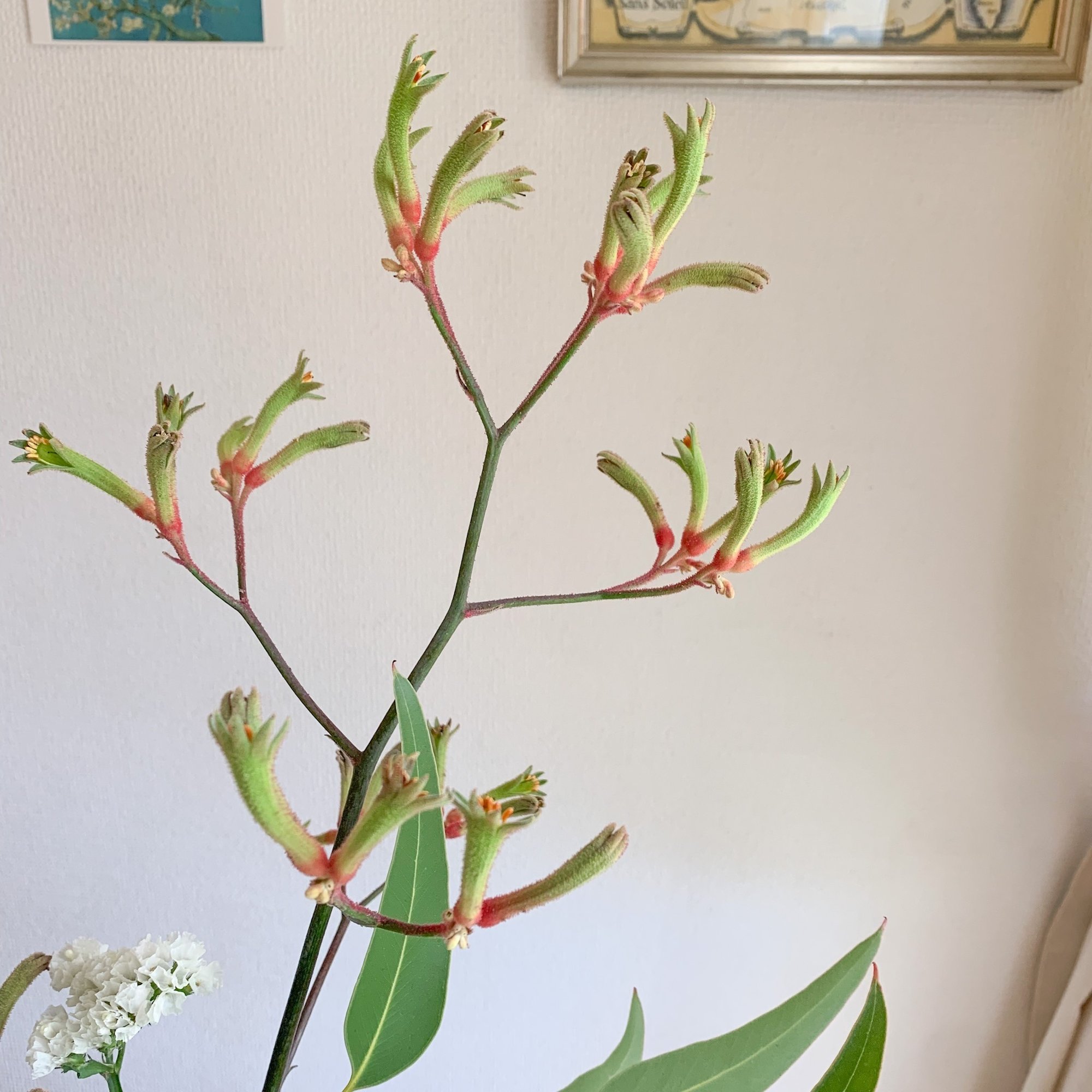 ドライフラワーにしやすいお花の定期便 ６月号 Greenpiece Note