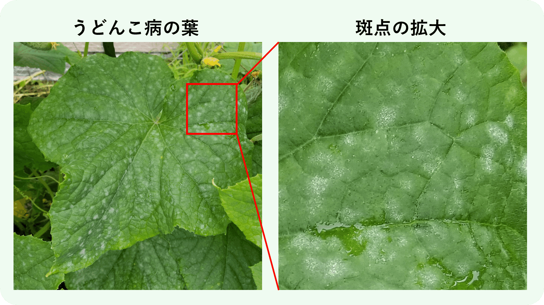 きゅうり 葉に白いカビ うどんこ病 ミライ菜園 Note