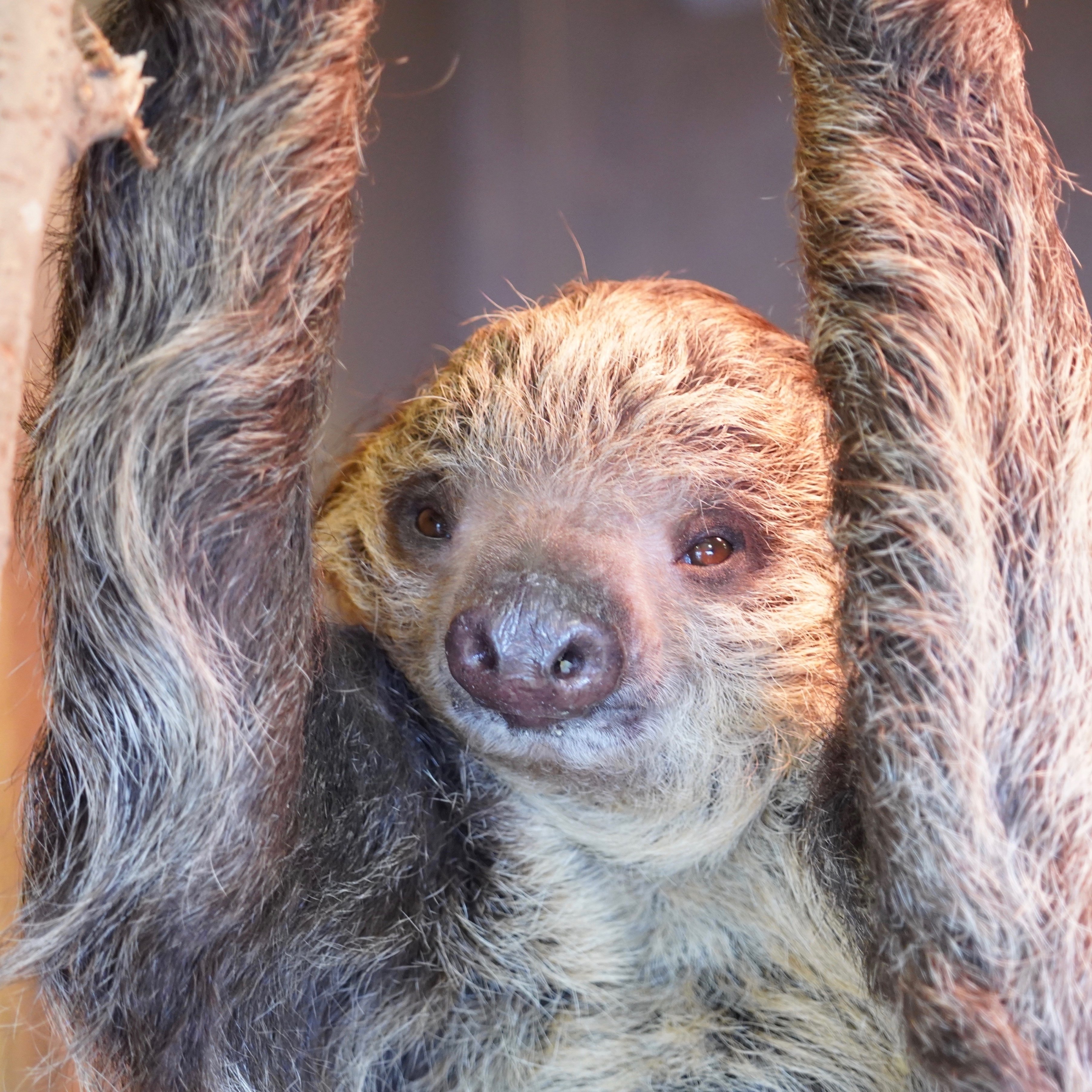 絕版款　ナマケモノ　 なまけもののナマケモノ（横寝2） | iichi 日々の暮らしを心地よく