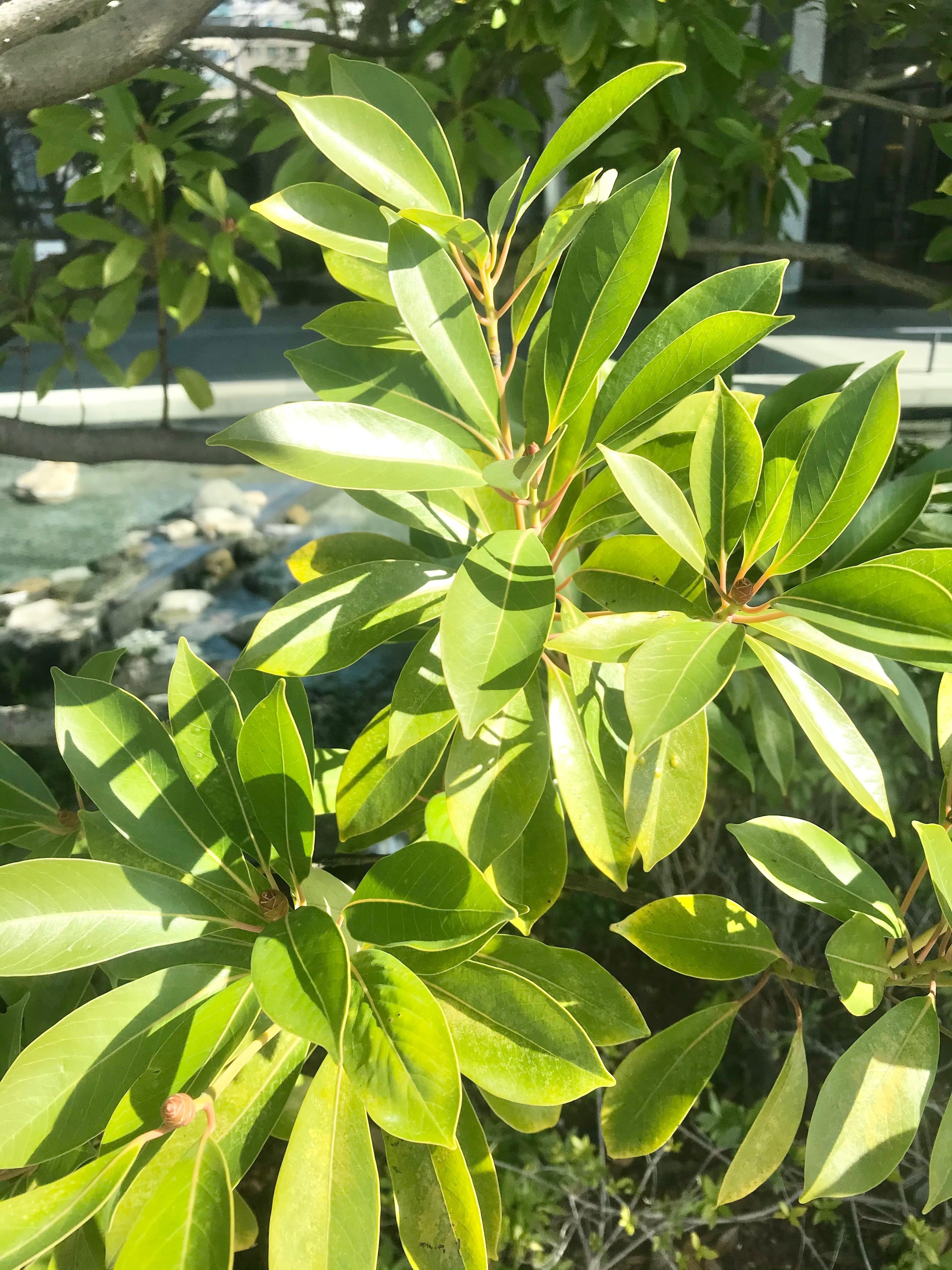 赤タブの木の希少な埋もれ木 赤タブの木の希少な埋もれ木 赤タブの木の希少な