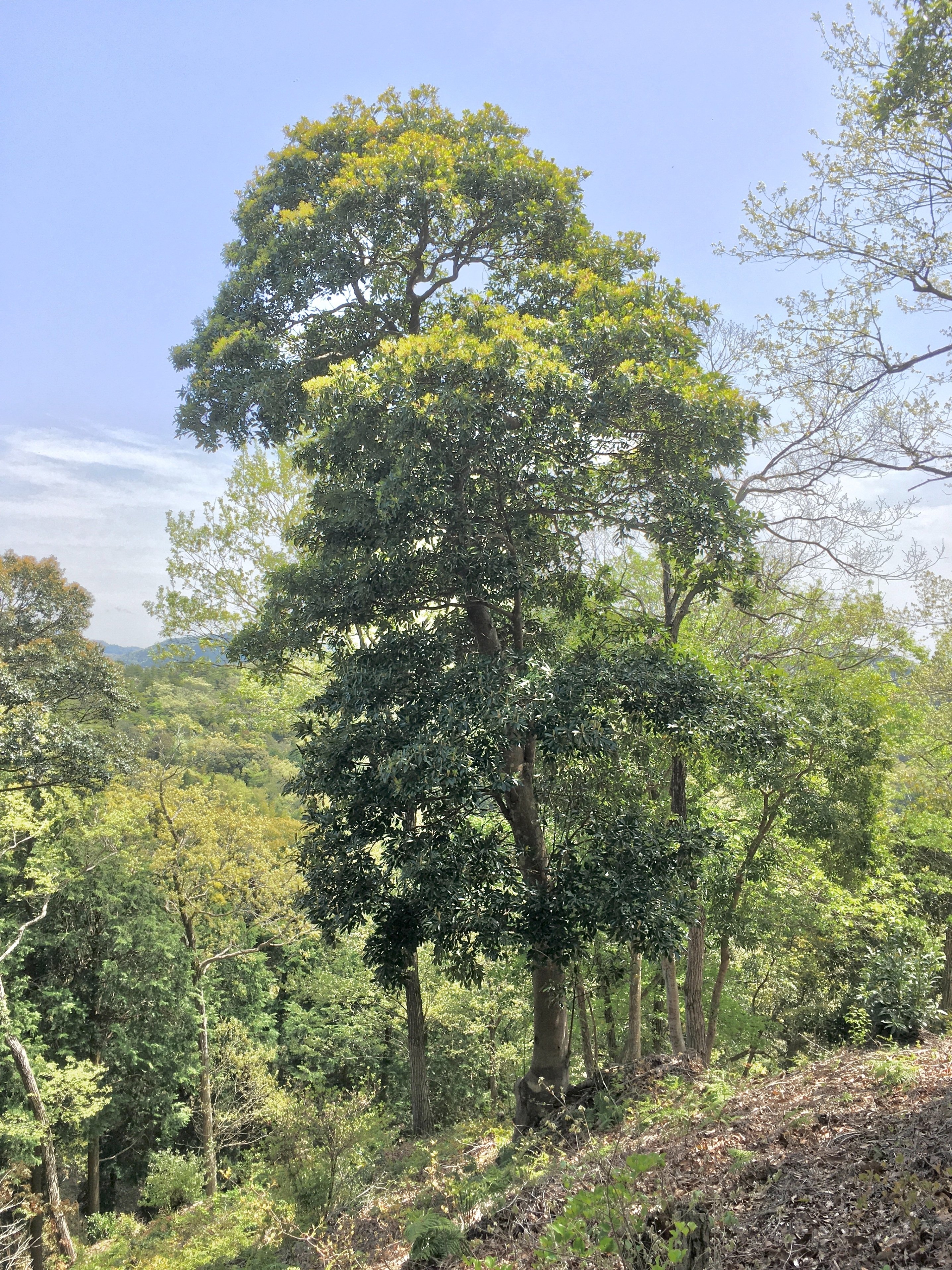 赤タブの木の希少な埋もれ木 赤タブの木の希少な埋もれ木 - メルカリ