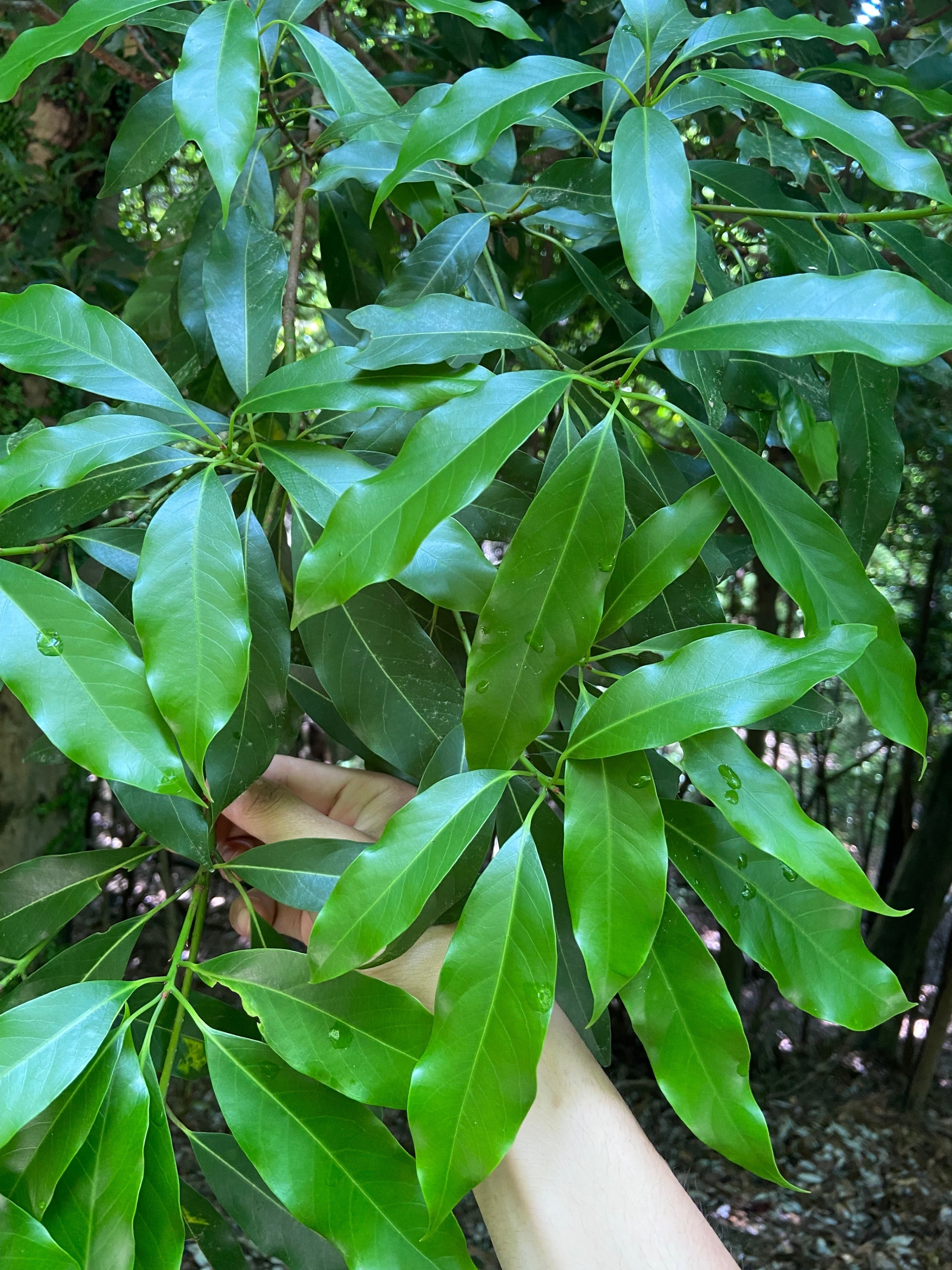 赤タブの木の希少な埋もれ木 赤タブの木の希少な埋もれ木 - メルカリ