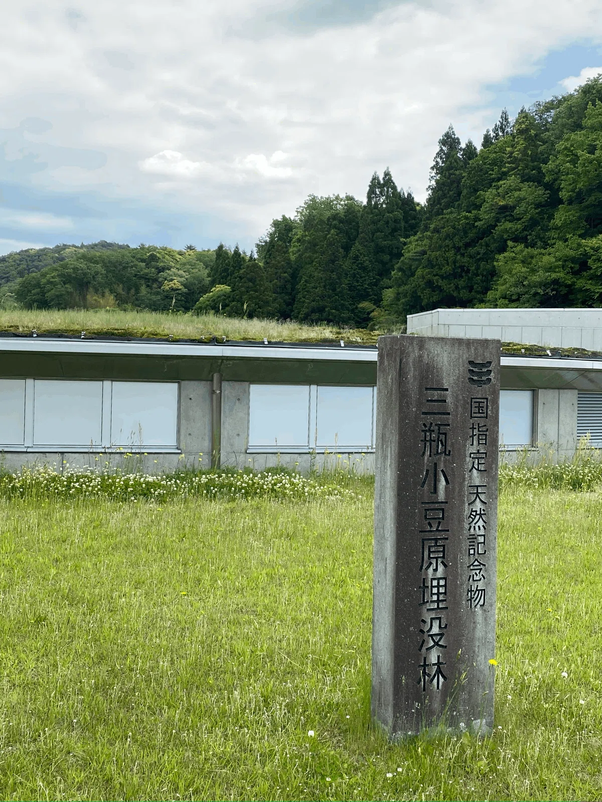 埋没材／休火山 三瓶山の埋没材 その6 （島根ジオサイト100選（石見 