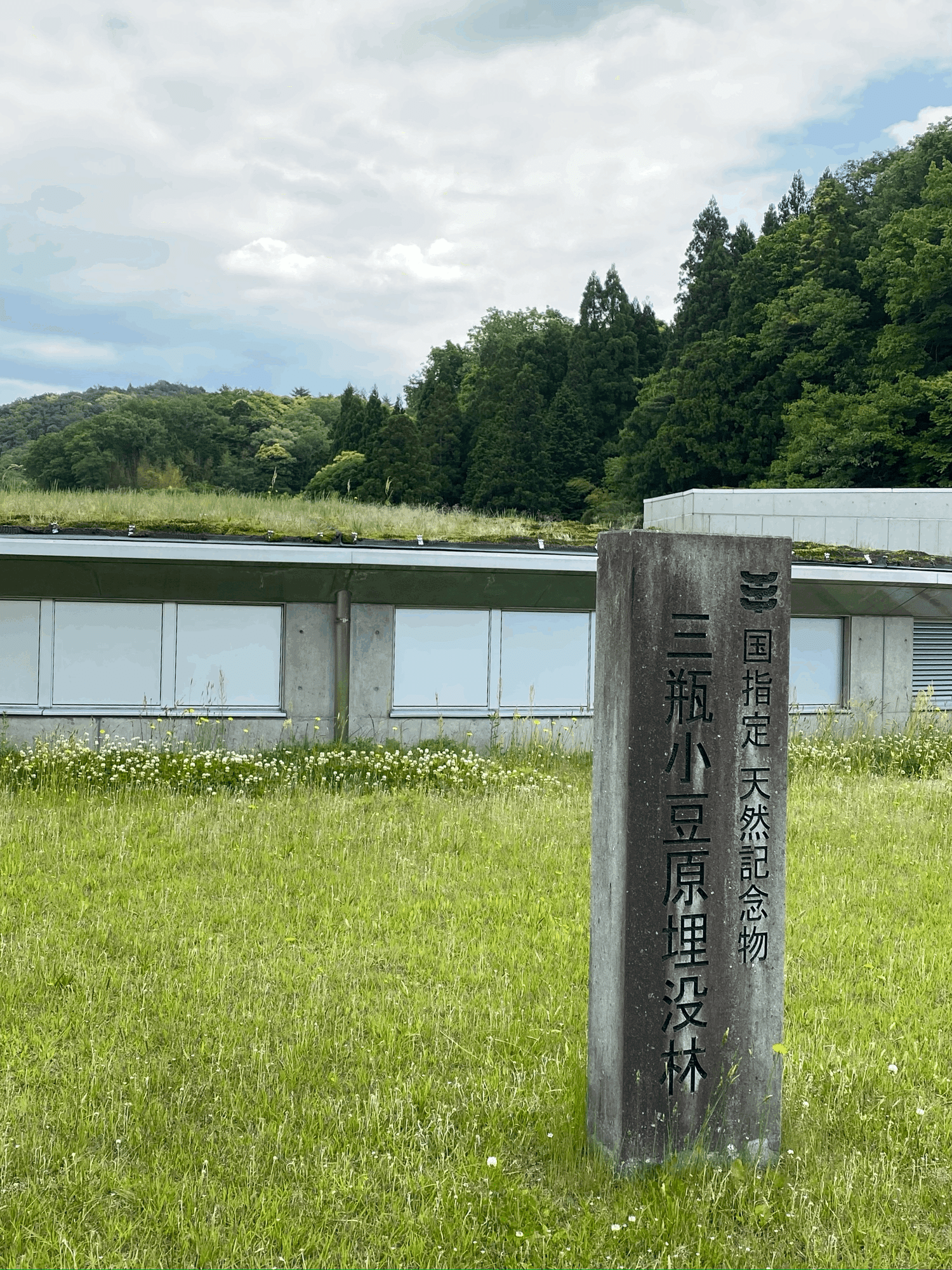 森の中で土に埋もれていた記憶 | legaleagle.co.nz
