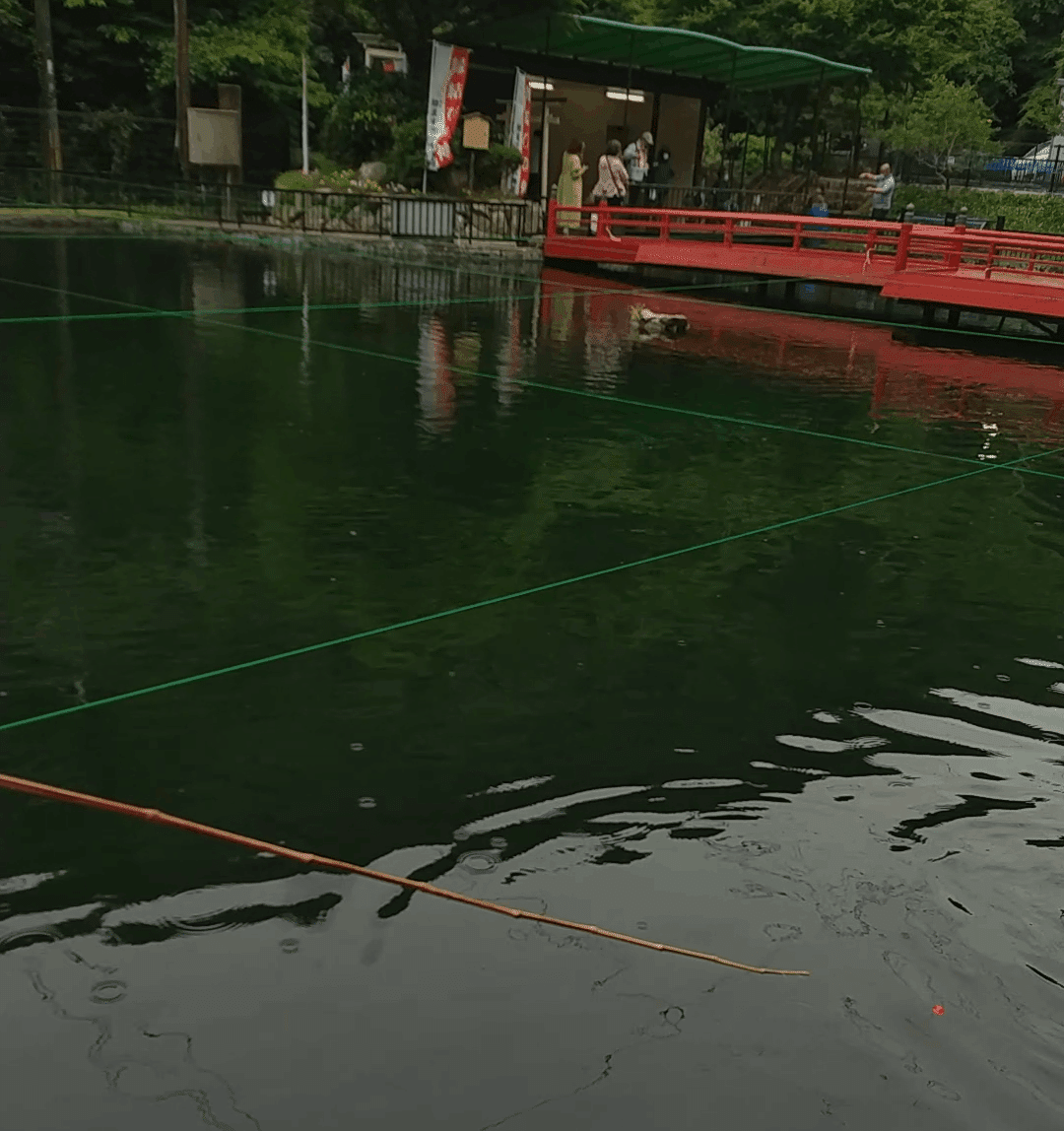 兵庫県 有馬ます池で釣りをしてみた 大型のニジマスが釣れた 有馬ます池での釣りのすすめ 有馬ます池での大物を釣るための秘密の釣り方もご紹介 龍キング 釣り Note