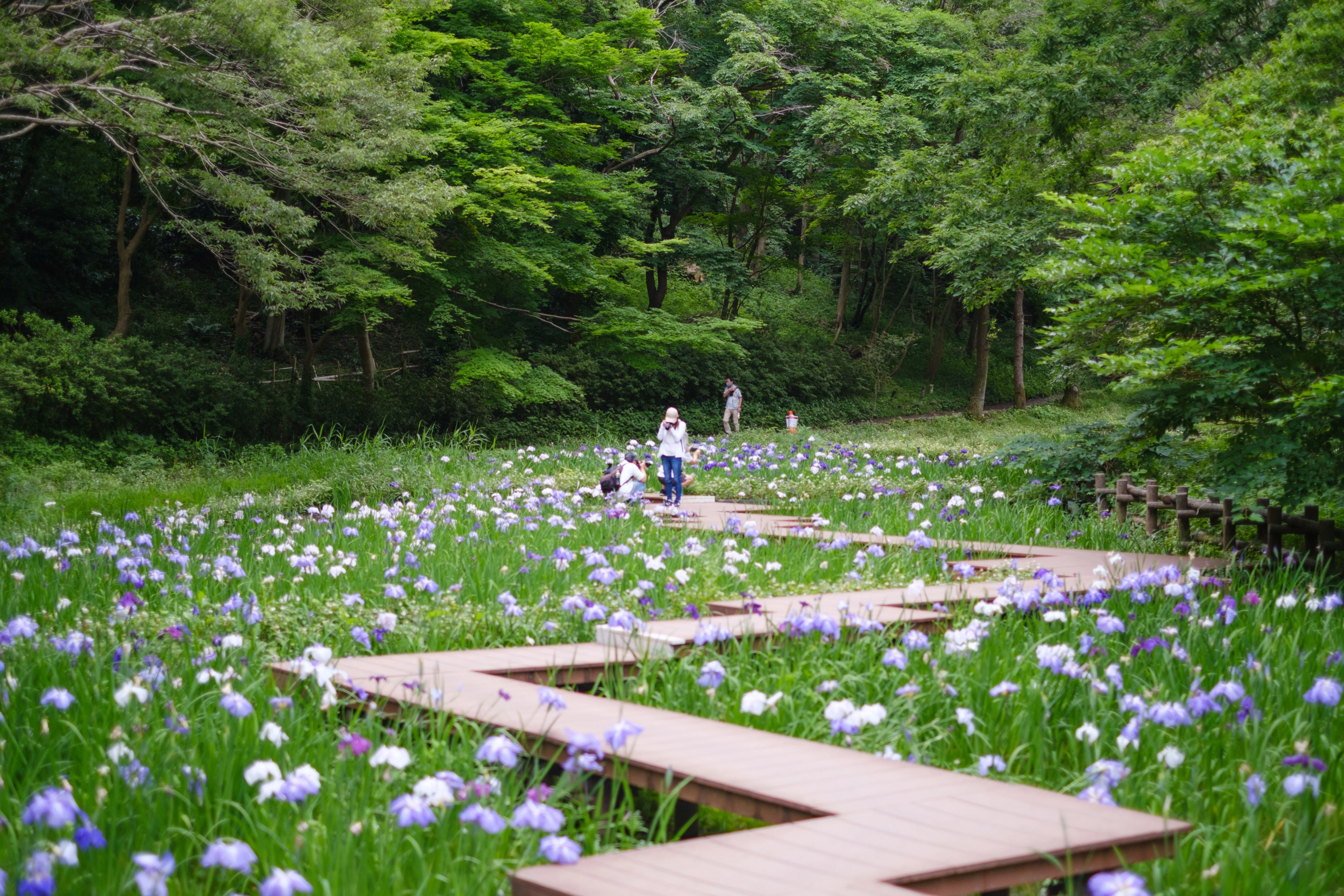 468 四季の森公園の菖蒲｜RURI