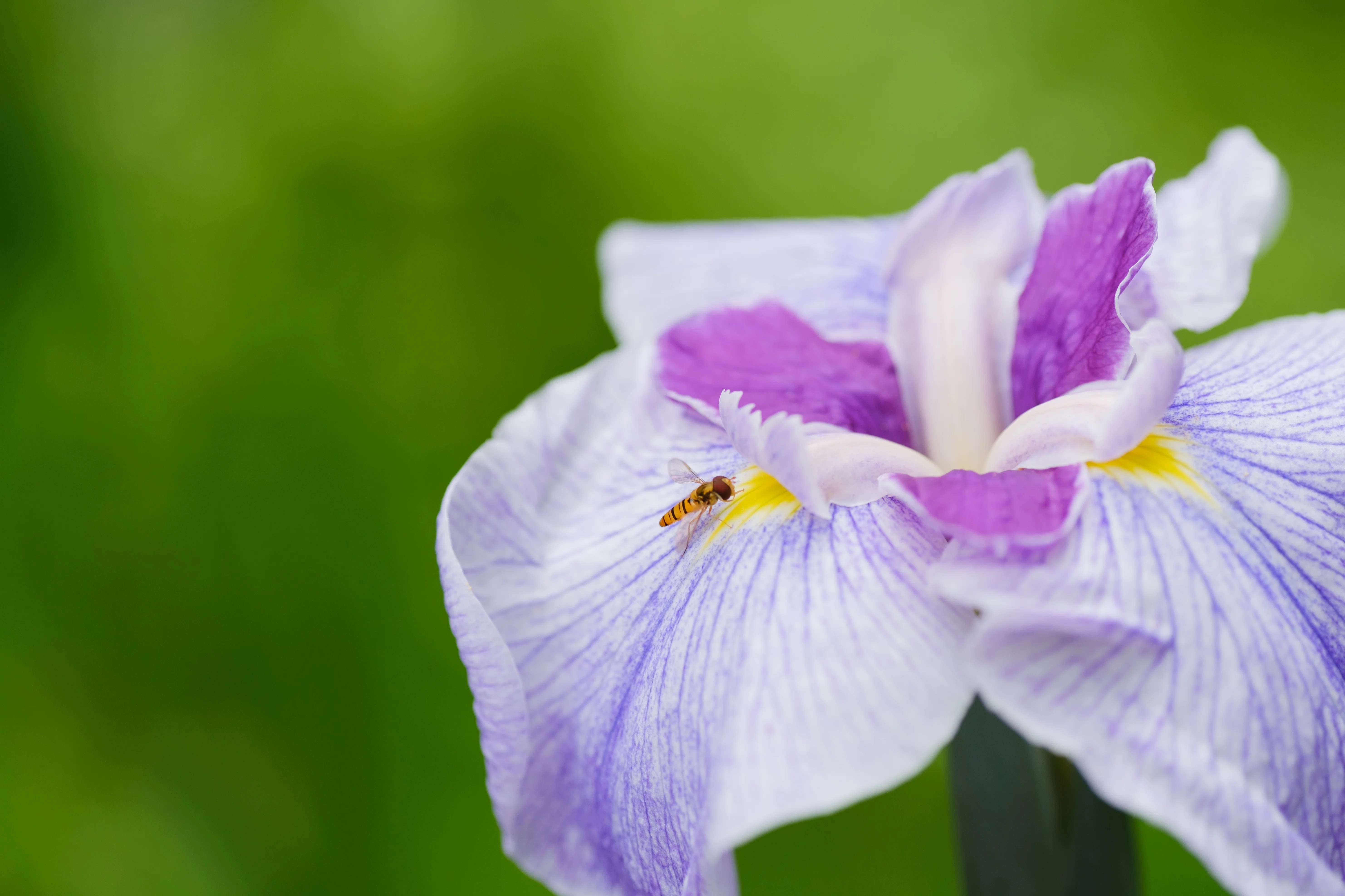 468 四季の森公園の菖蒲｜RURI