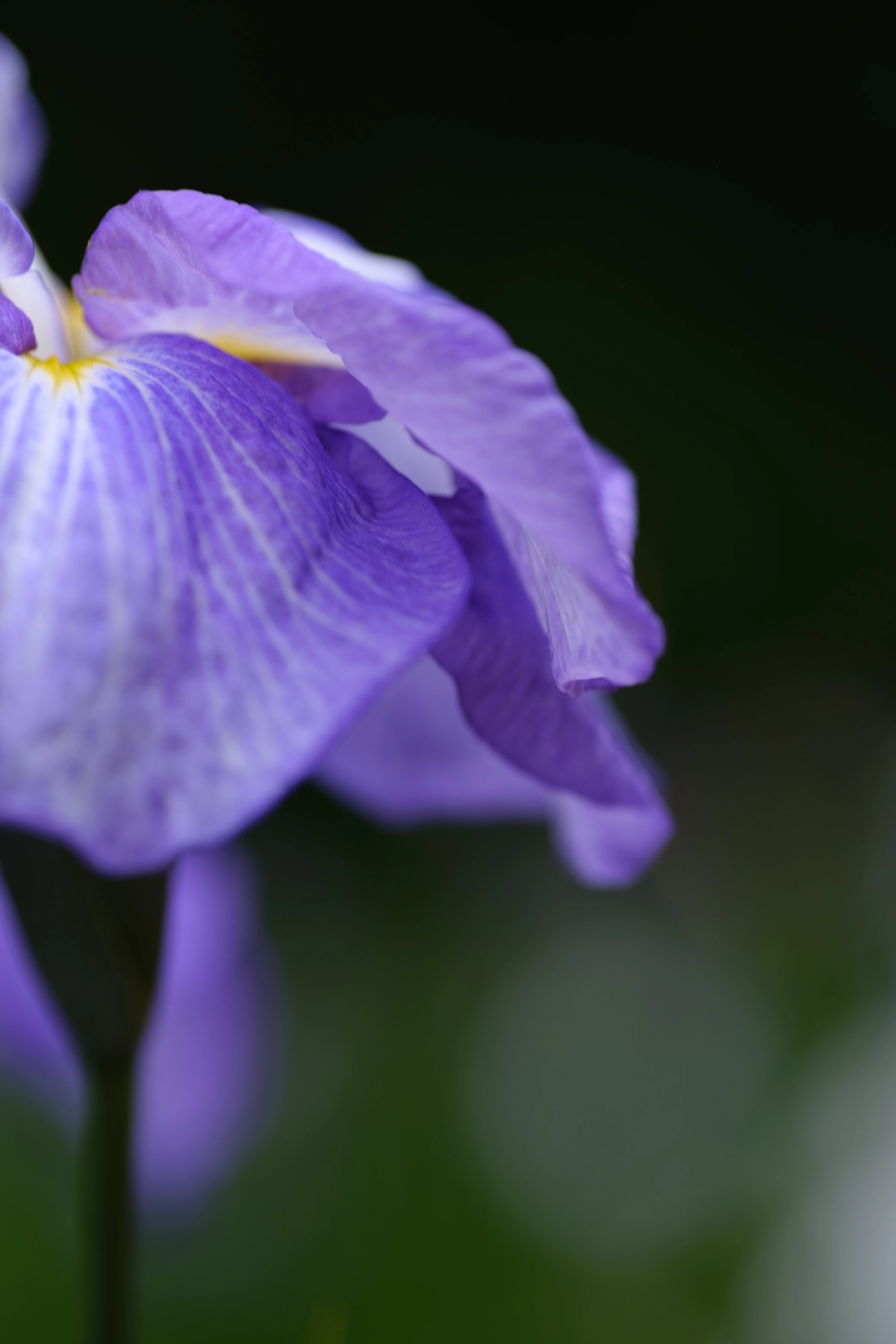 468 四季の森公園の菖蒲｜RURI
