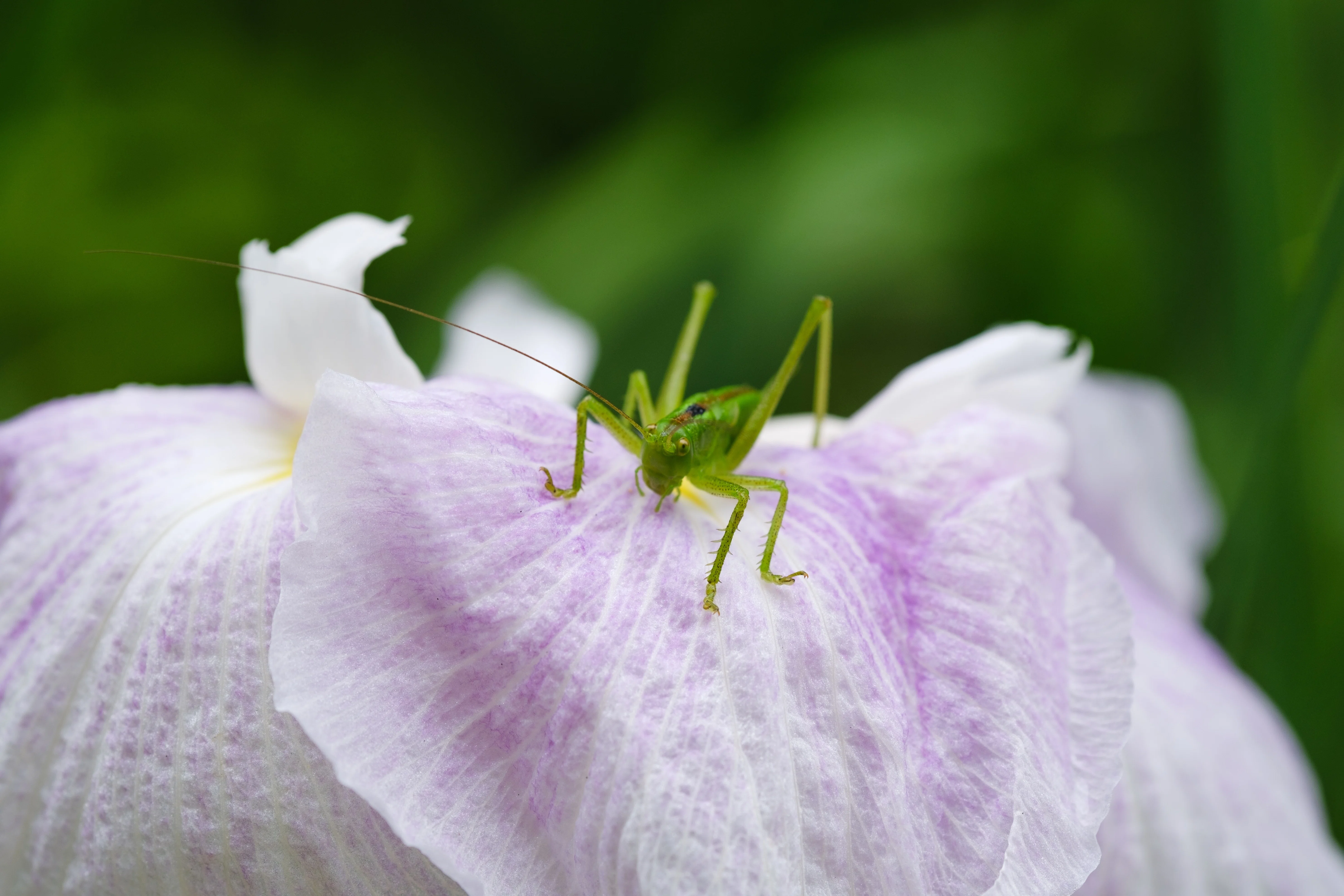 【秋暮る】季節はずれの白菖蒲☆天然石ピアス 468 四季の森公園の菖蒲｜RURI