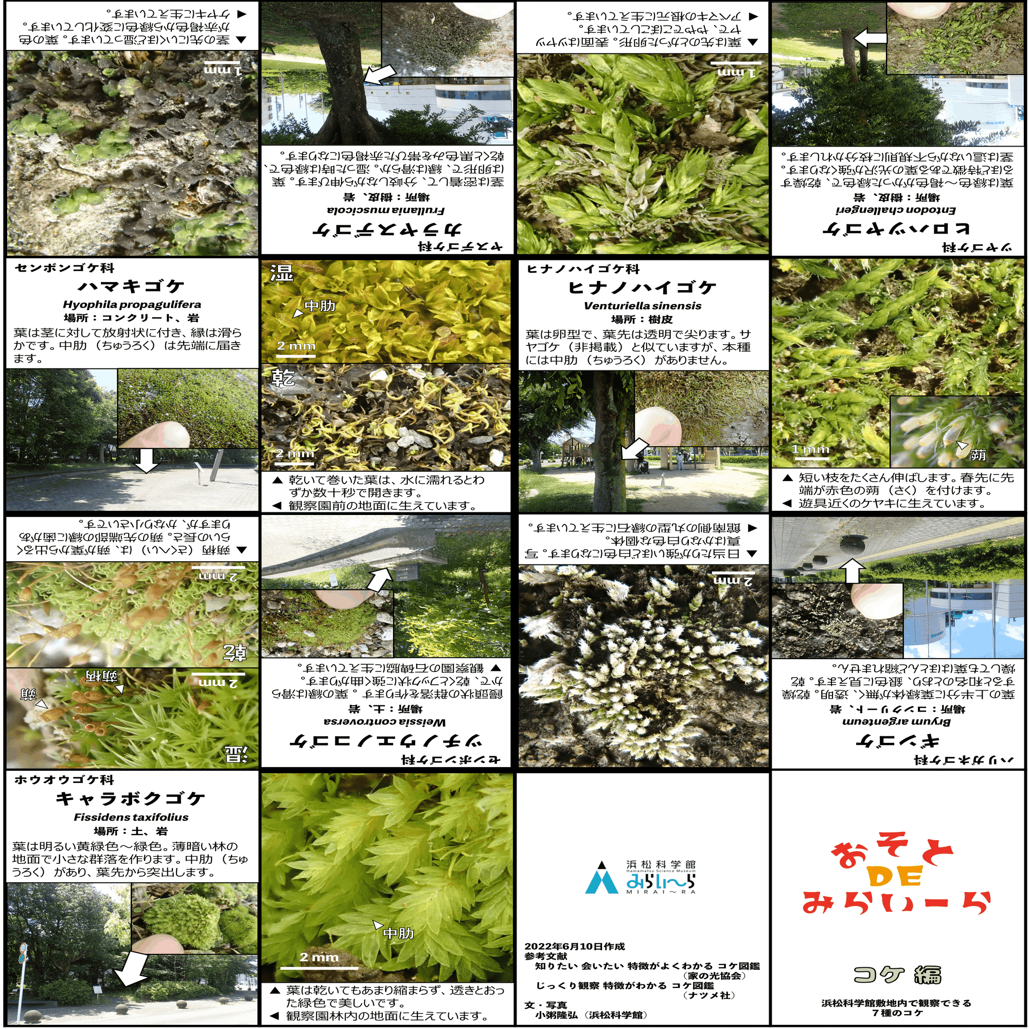 お散歩が楽しくなる！「苔ミニガイドブック」を公開｜浜松科学館