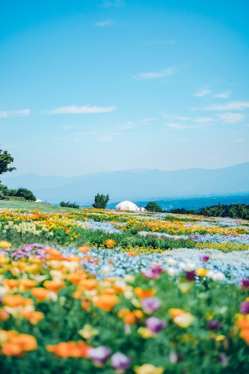 花景色 花の色と世界観を鮮やかに写す「LUMIX G100」｜LUMIX Magazine