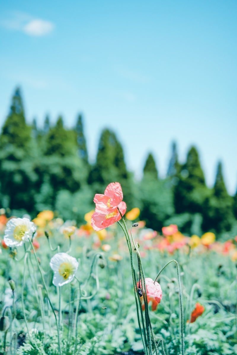 花の色と世界観を鮮やかに写す「LUMIX G100」｜LUMIX Magazine