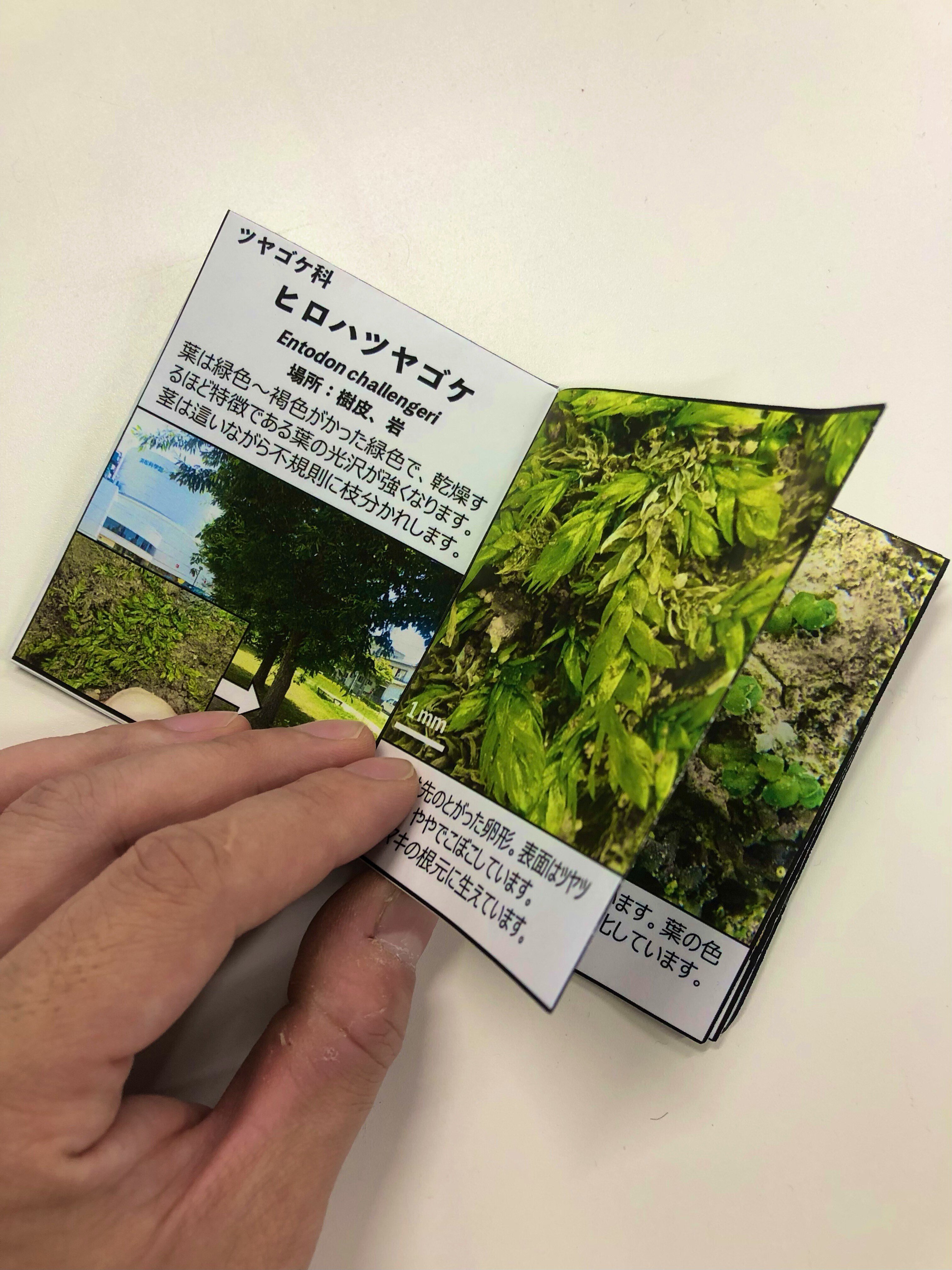 お散歩が楽しくなる！「苔ミニガイドブック」を公開｜浜松科学館