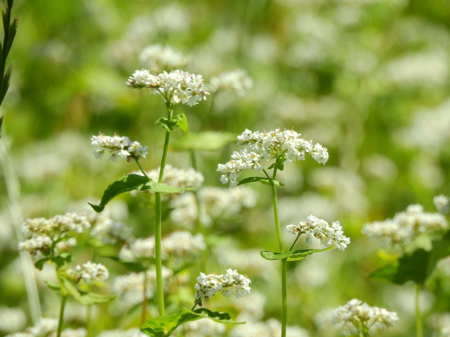そばの花が咲く季節 志鷹英男 Shitakahideo Note そばの花が咲く季節 志鷹英男 Shitakahideo Note