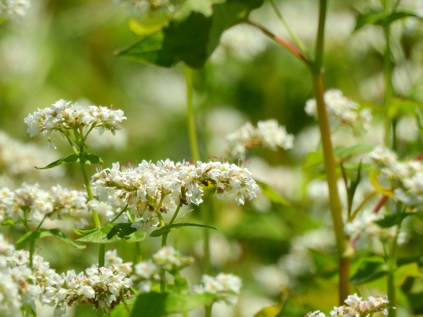 そばの花が咲く季節 Shitaka Hideo Note