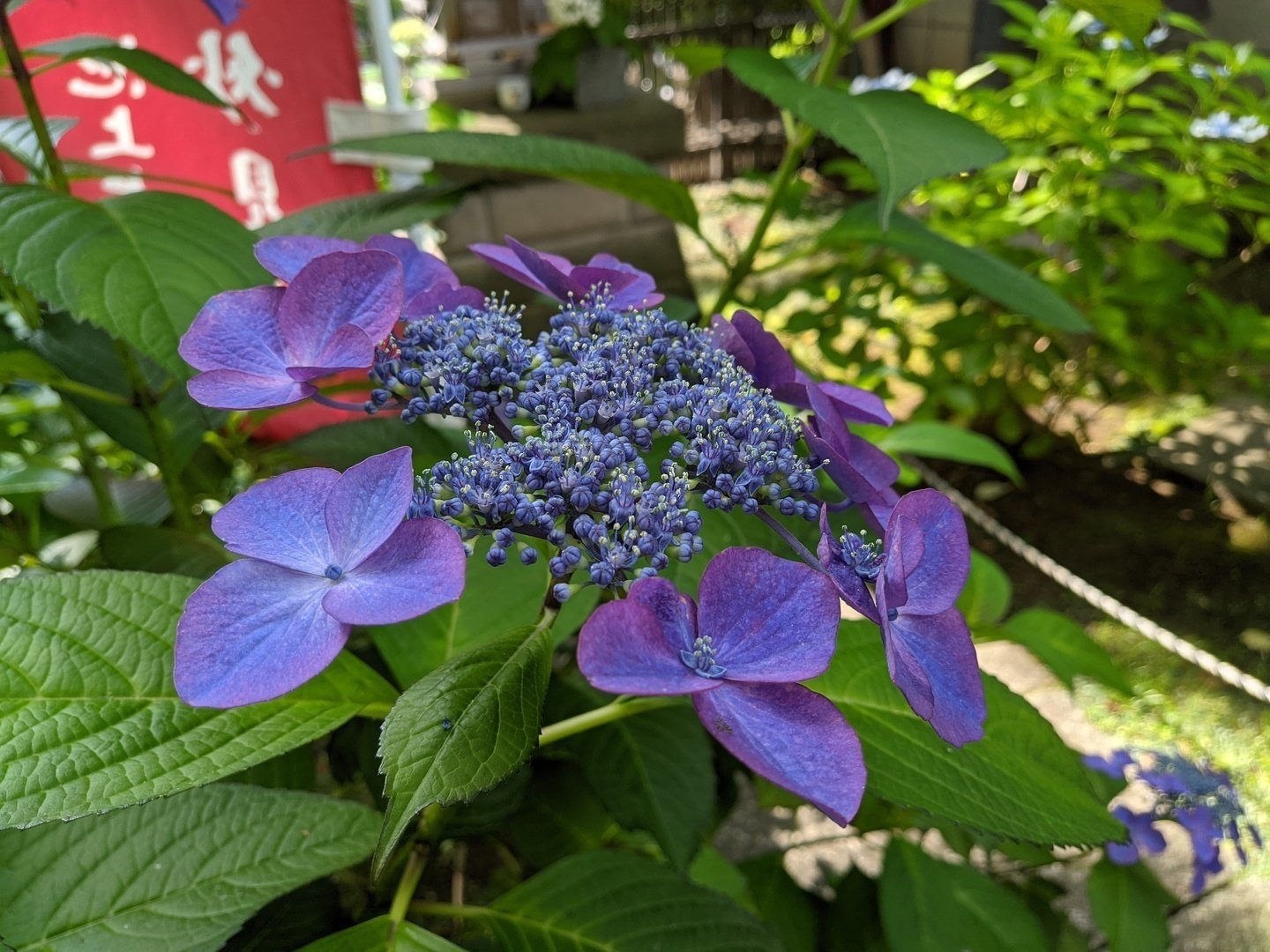 大田区 池上 妙見堂の紫陽花（2022.6.12）｜霜月仲冬