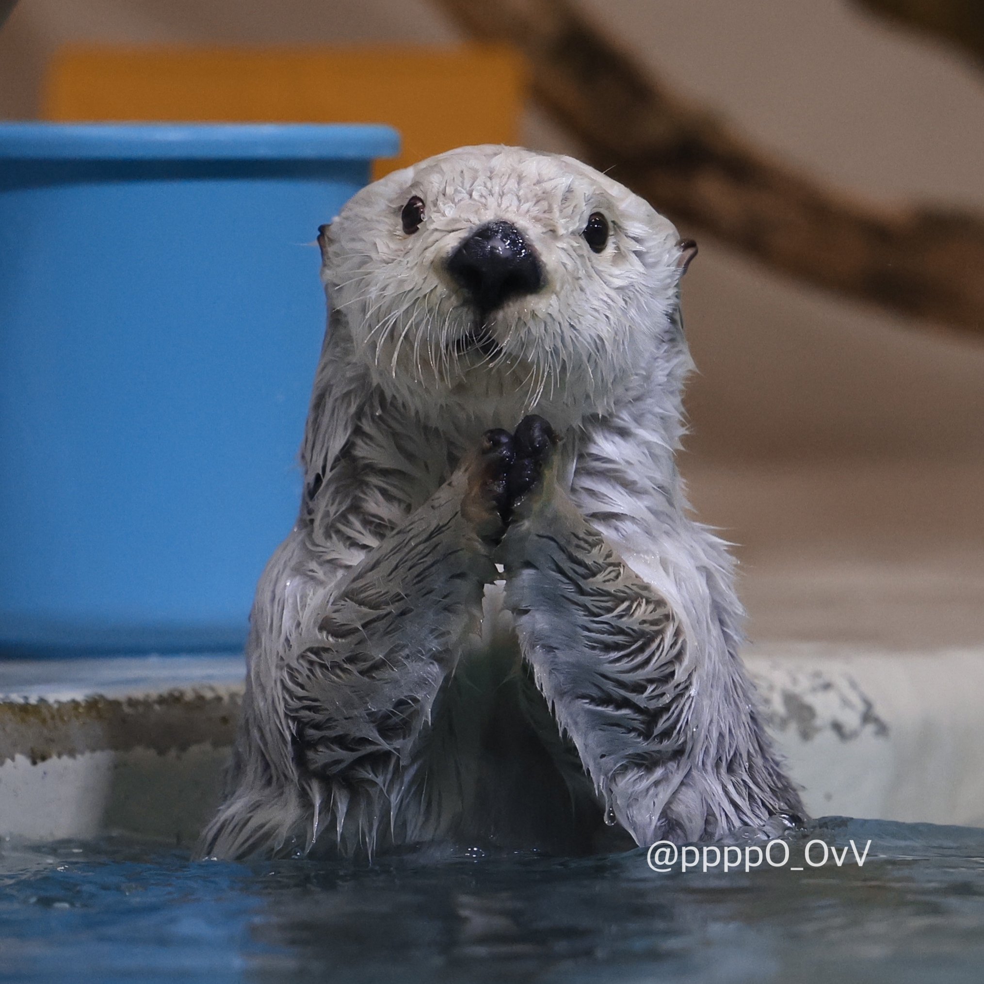 鳥羽水族館のラッコ｜Haru