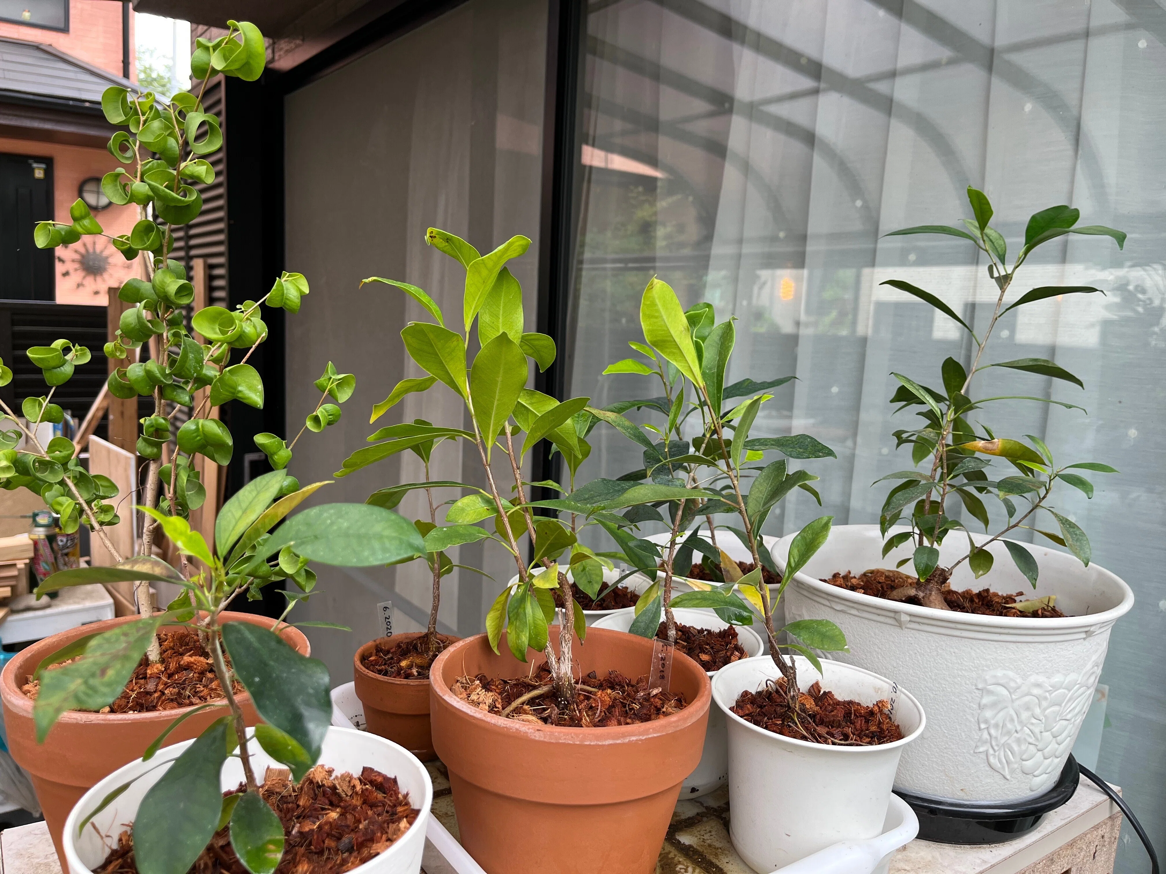 家の植物-ガジュマル、パイナップル、アボカド-(2022.6.13)｜NAKADA Shugo