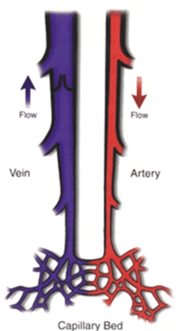 静脈と動脈の構造