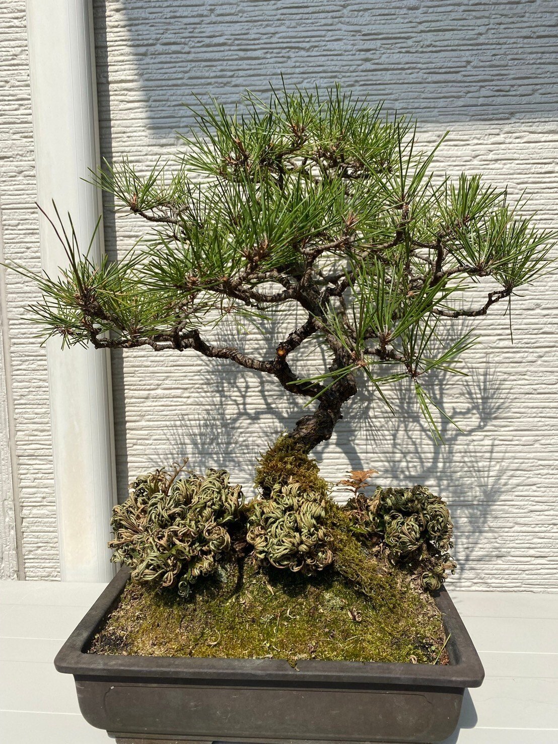 盆栽＃15 黒松の古木を文人木へ｜asahinakeisuke