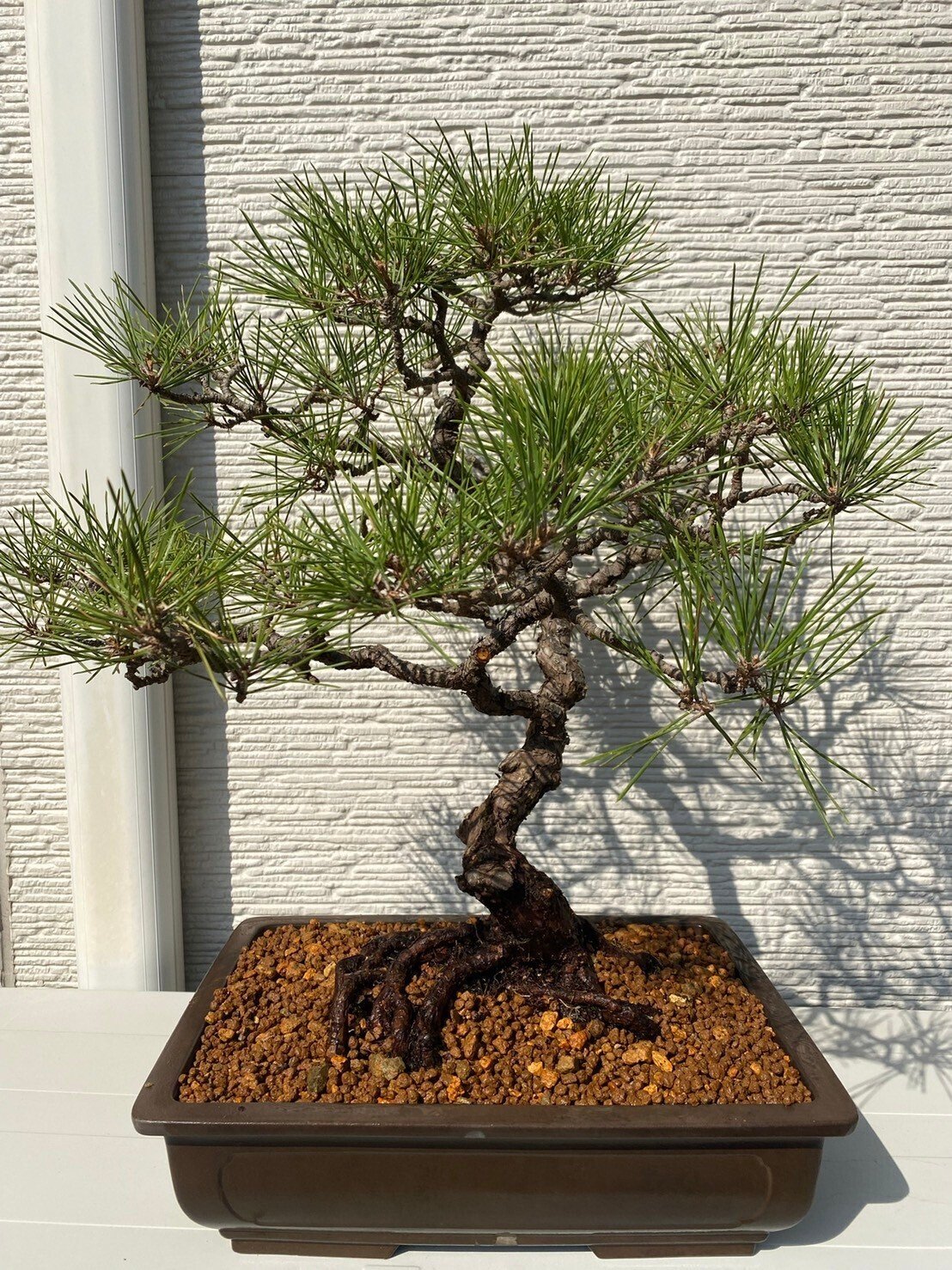 盆栽＃15 黒松の古木を文人木へ｜asahinakeisuke