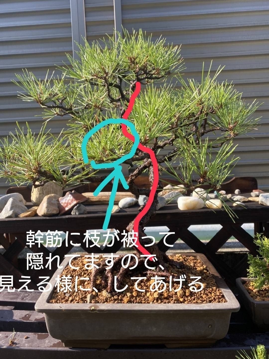 盆栽＃15 黒松の古木を文人木へ｜asahinakeisuke